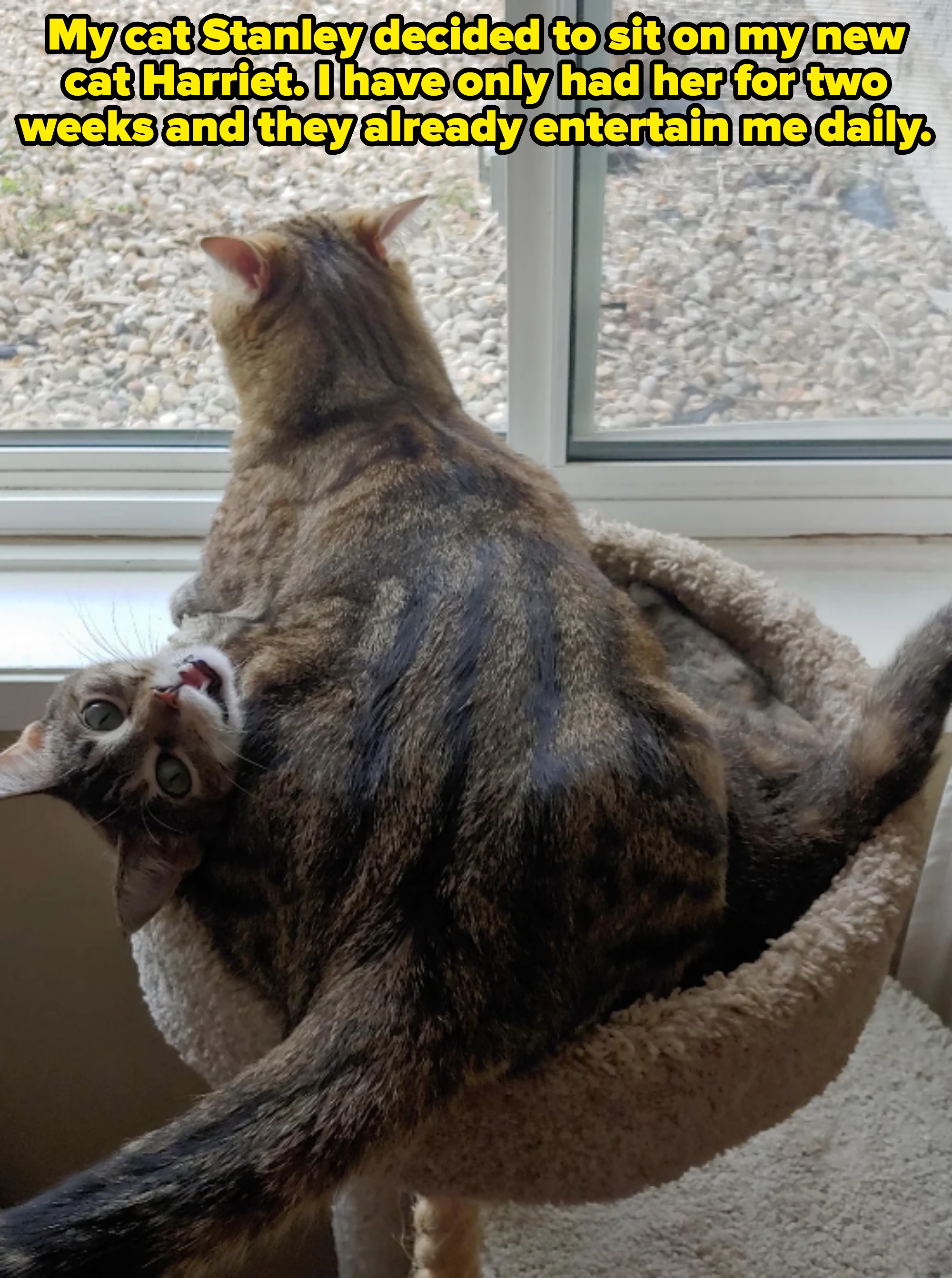 Two cats on a perch by a window; one is sitting upright, while the other is playfully upside down with its head tilted back