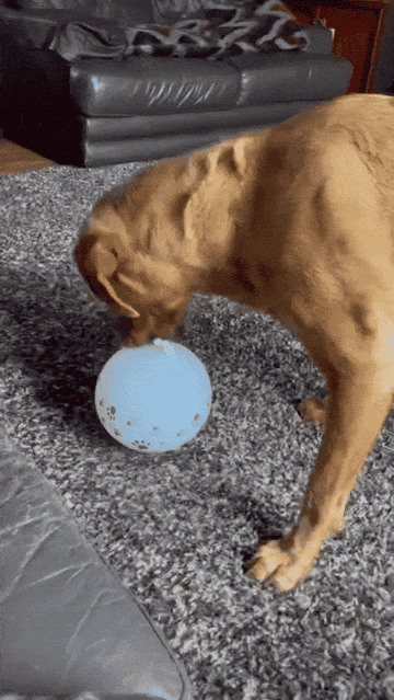 Dog playfully nudges and bounces a ball with their nose in a living room