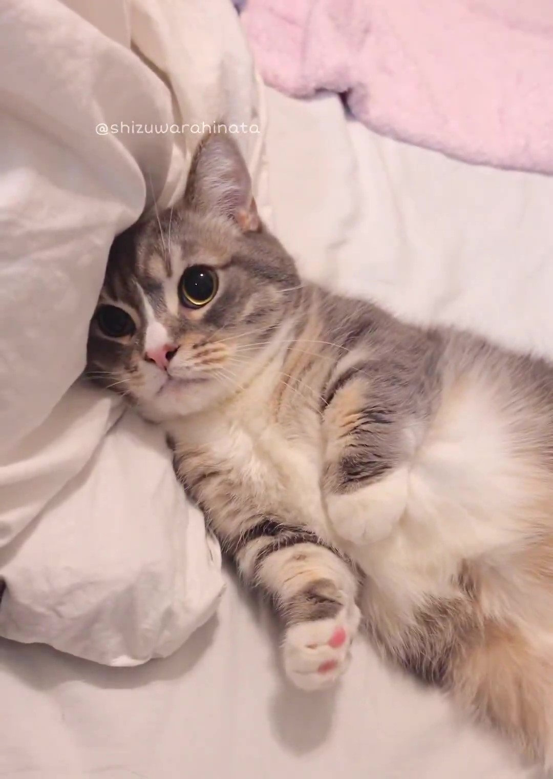 お布団から見上げるわらびくん(しずわらひなたさんのXアカウントより)