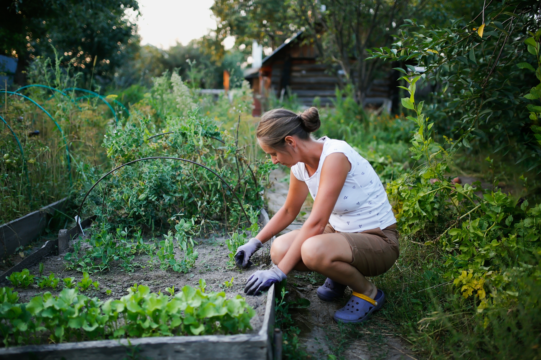Person gardening in a lush backyard, kneeling to tend plants in a raised bed. They wear casual clothes and gloves, surrounded by greenery