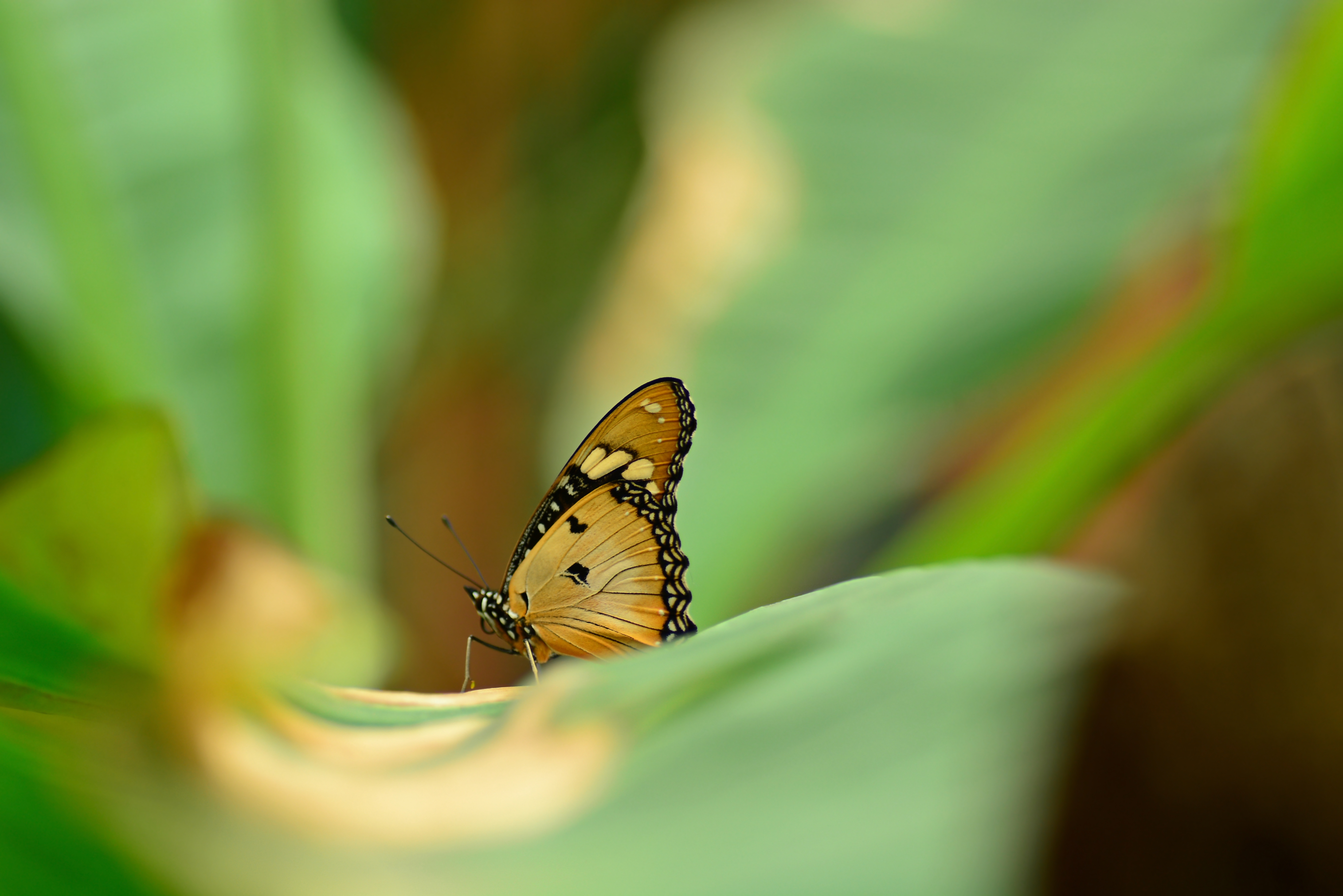 Butterfly resting on a leaf with wings slightly open, surrounded by lush green foliage