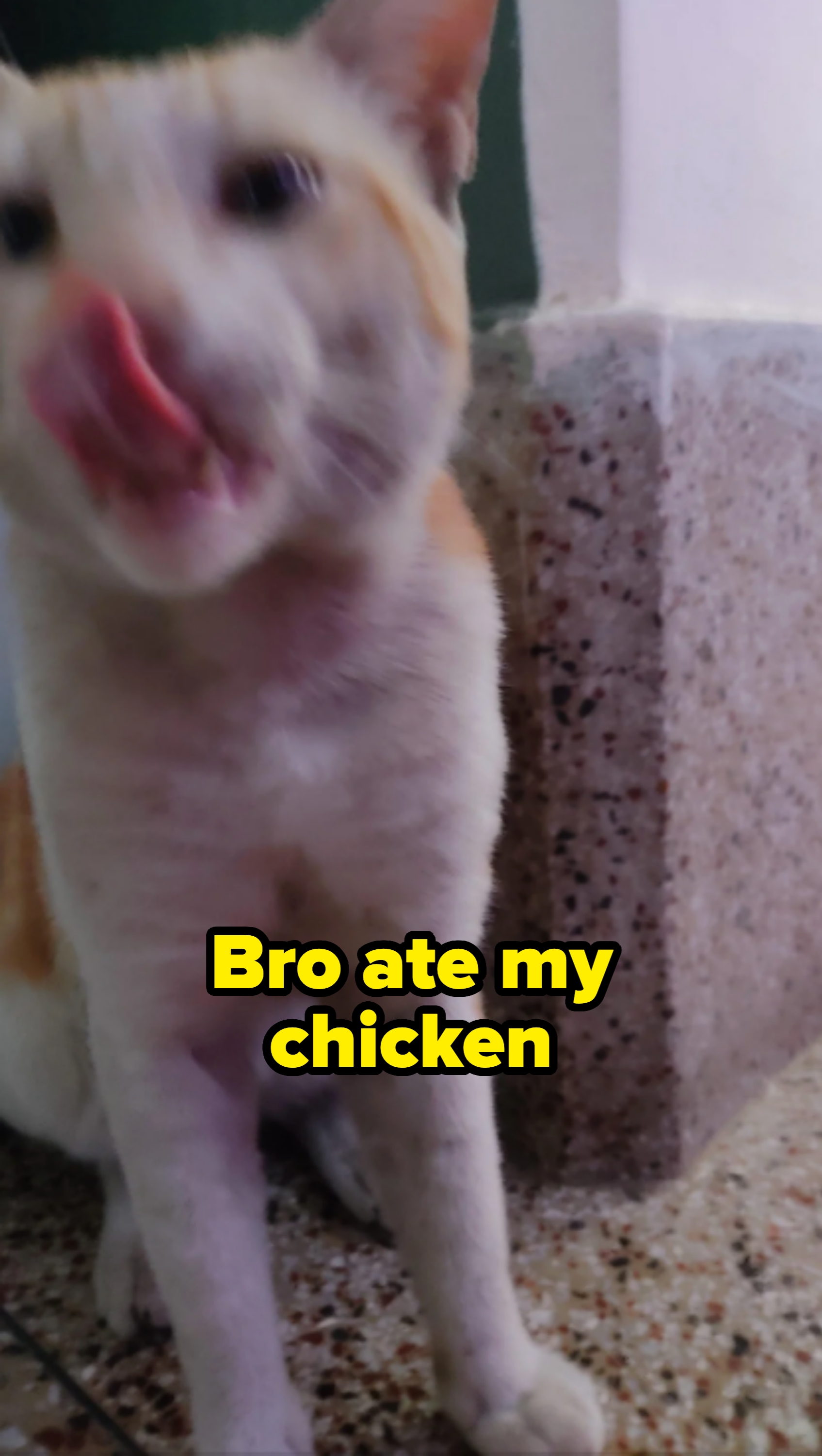A cat licks its nose while standing near a speckled wall