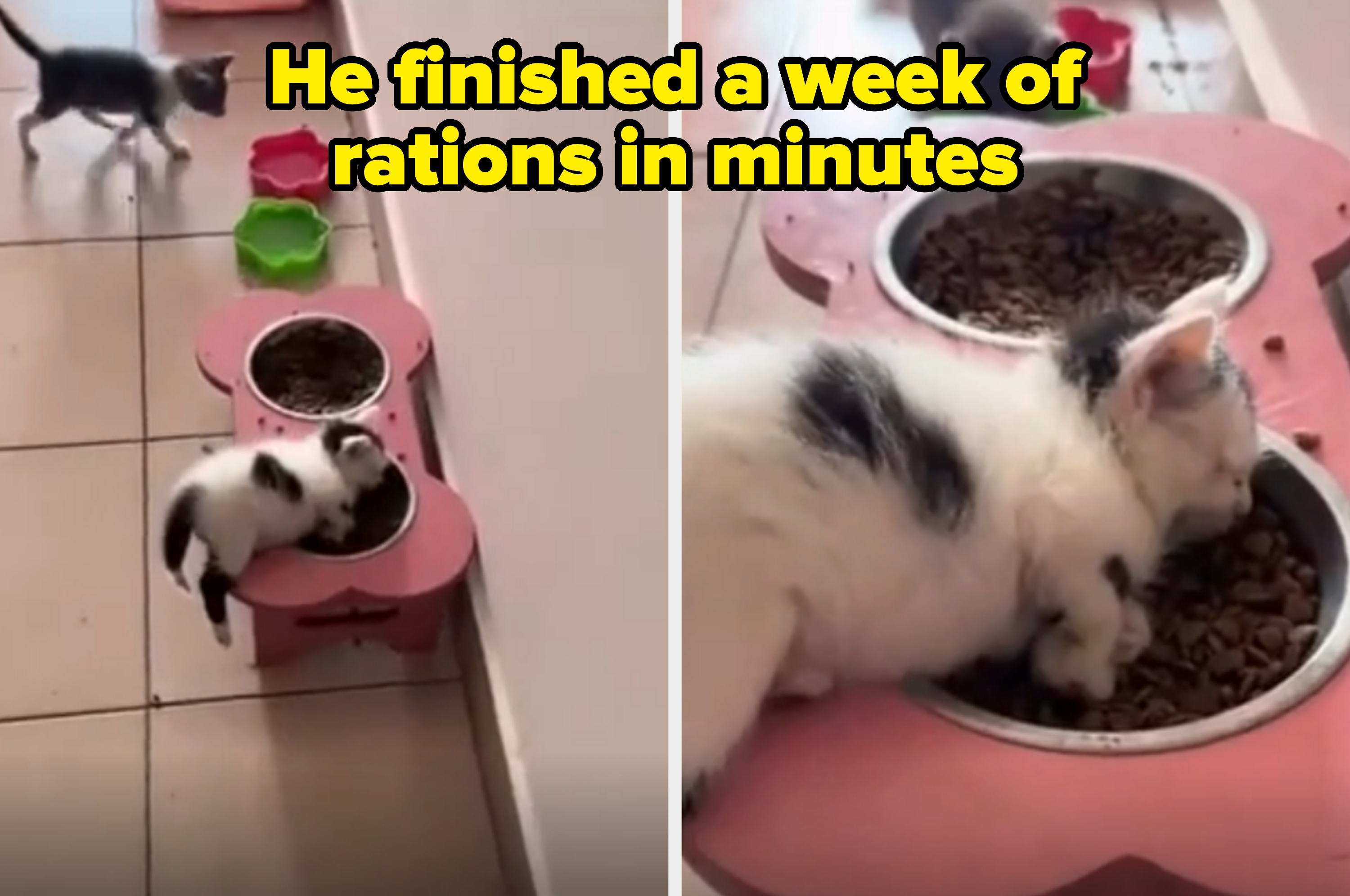 Two kittens by a pink pet food station; one eats while lying in a bowl, the other approaches from behind