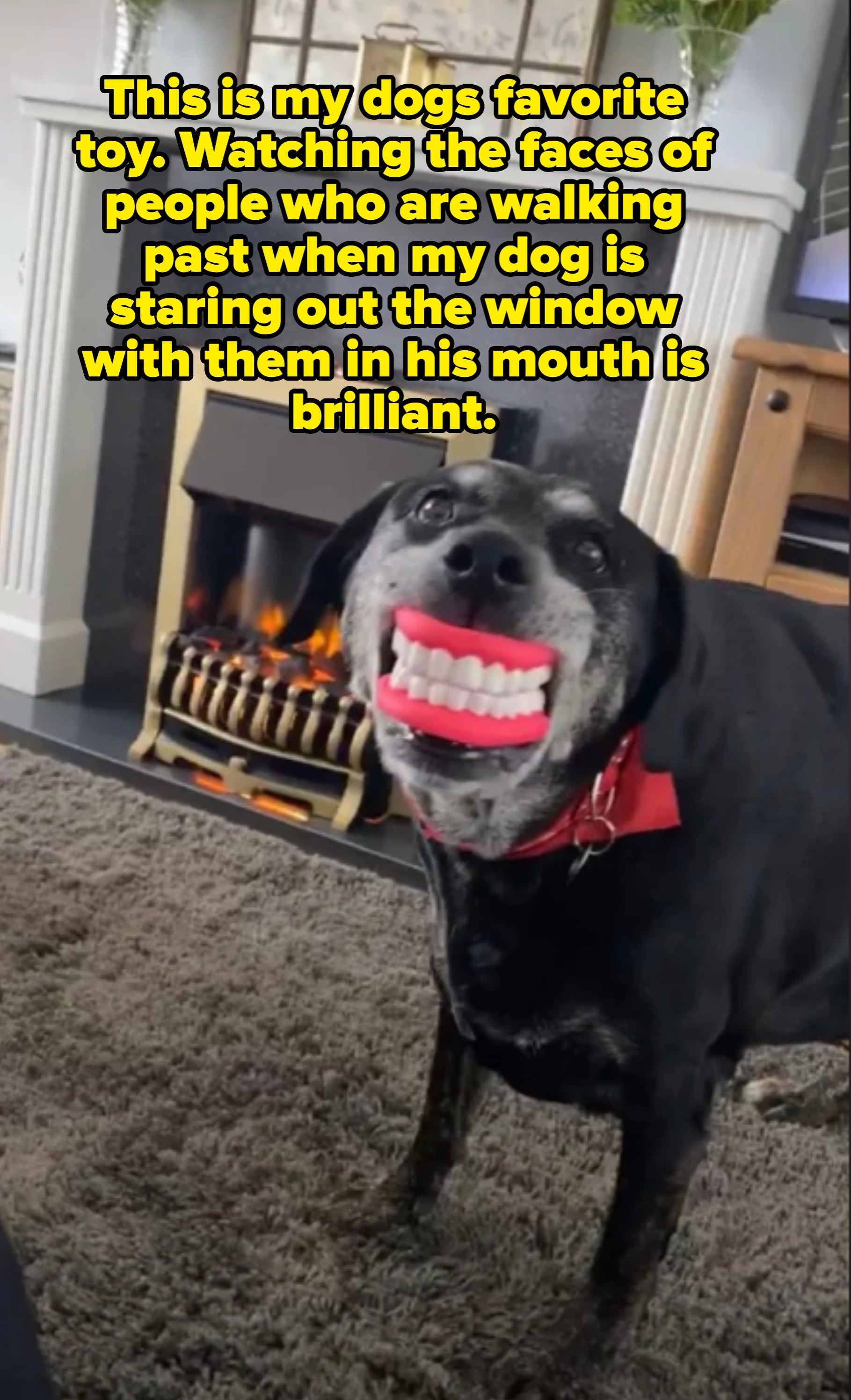 Dog wearing novelty fake teeth grinning in front of a lit fireplace