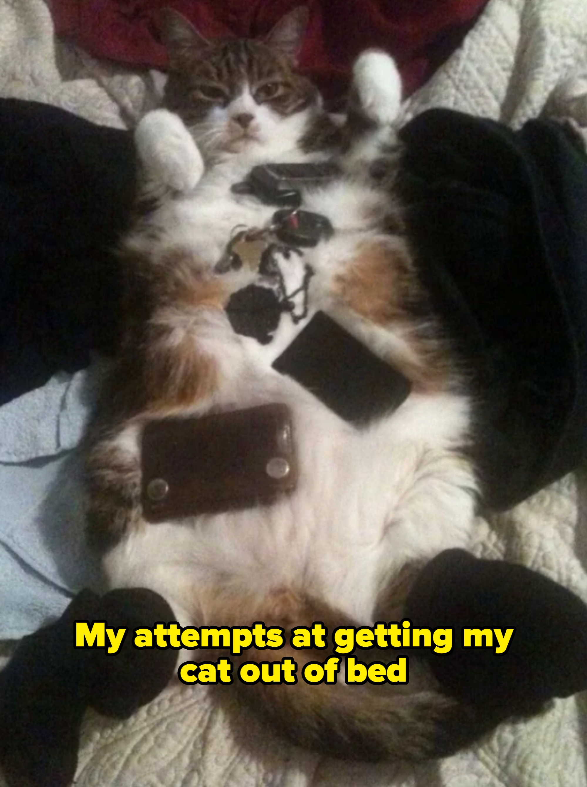 Cat lying on back with wallets, phones, and keys on its belly, playfully mimicking a person with pockets filled