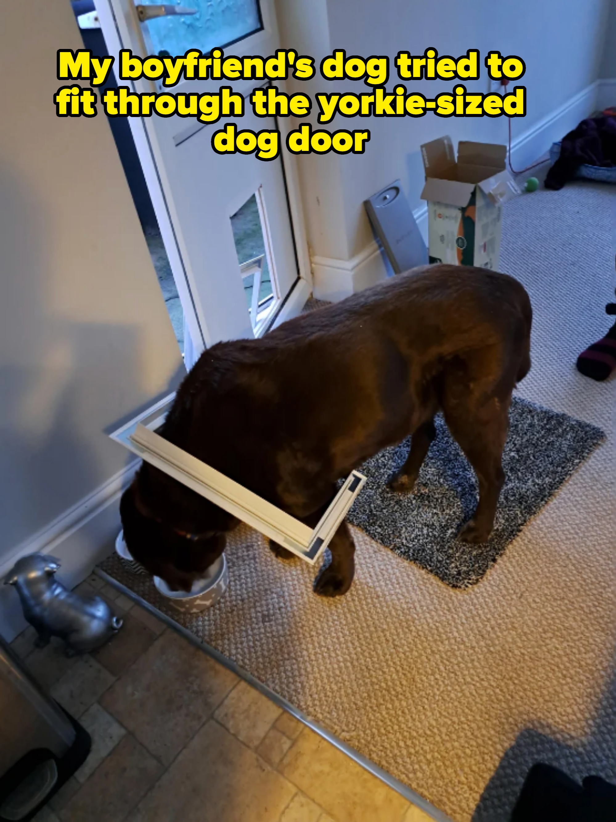 Dog eating with plastic flap from pet door stuck around its neck