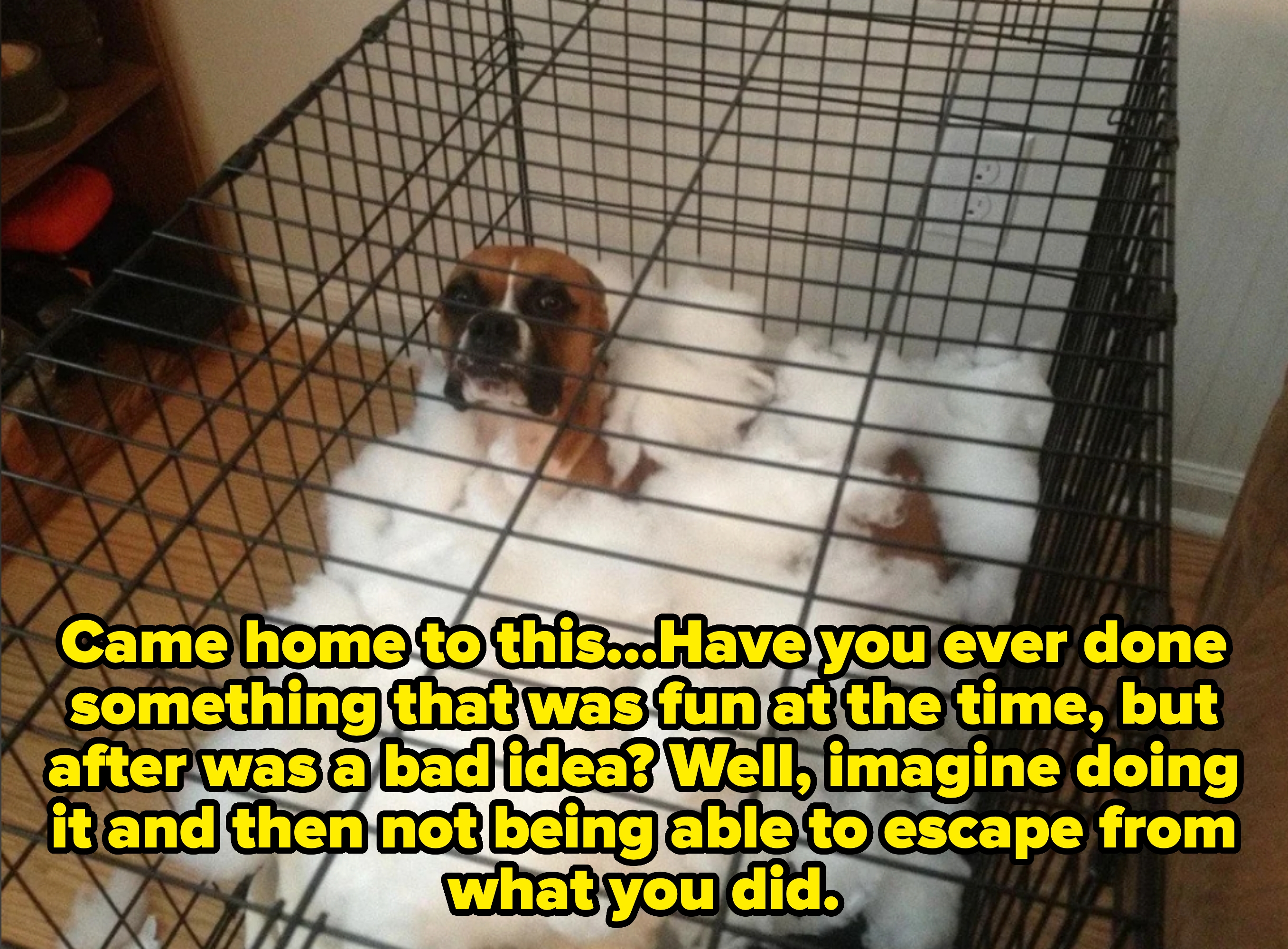Dog in a cage surrounded by stuffing from a torn-up bed or pillow, looking up with a guilty expression