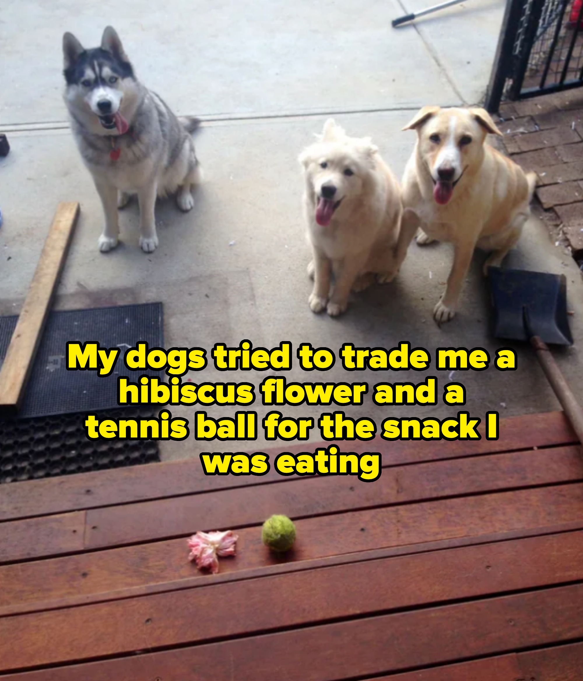 Three dogs sit on a patio looking at a ball and a toy on a wooden deck