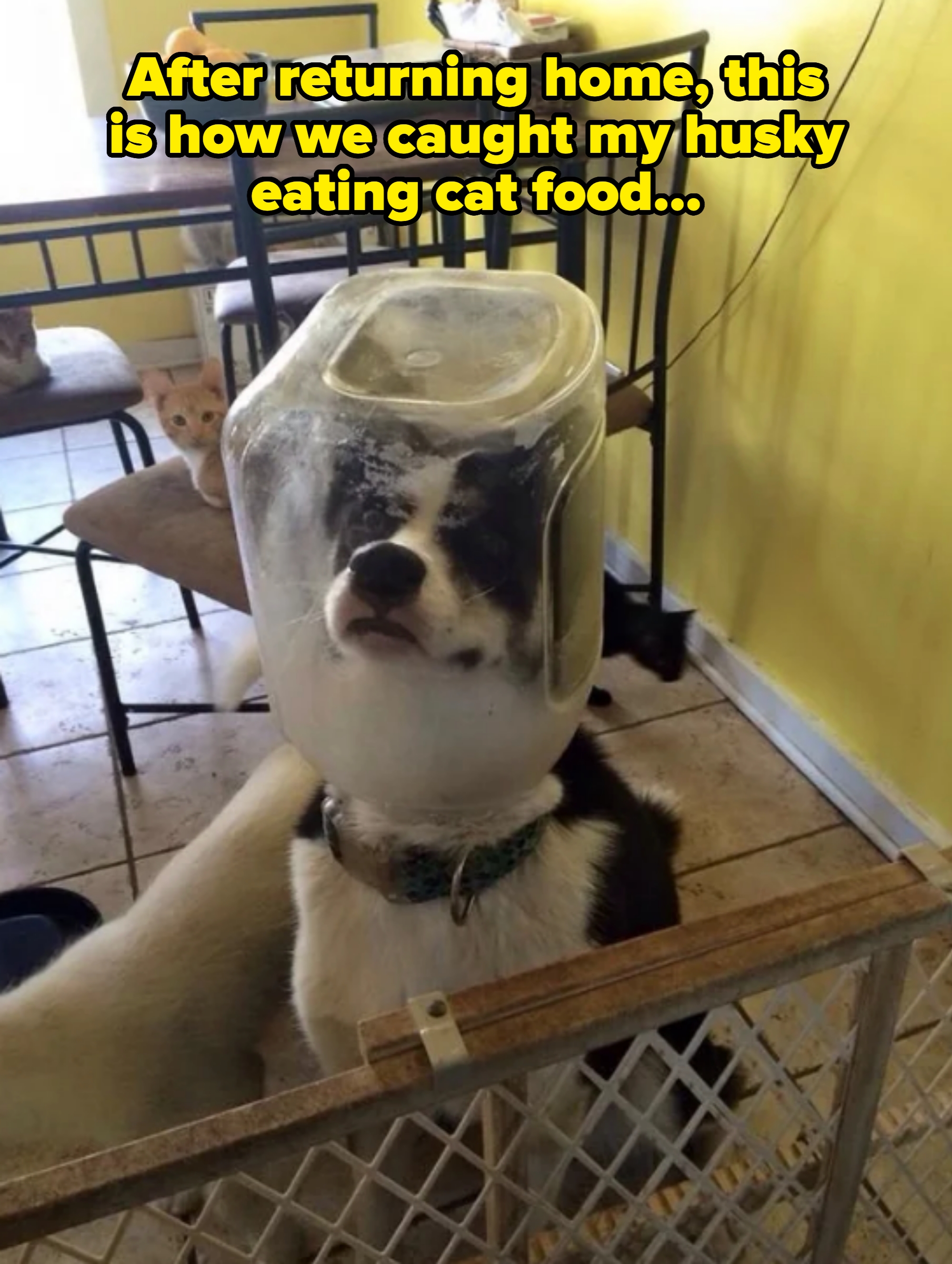 Dog with head stuck in clear container, sitting behind a pet gate in a kitchen