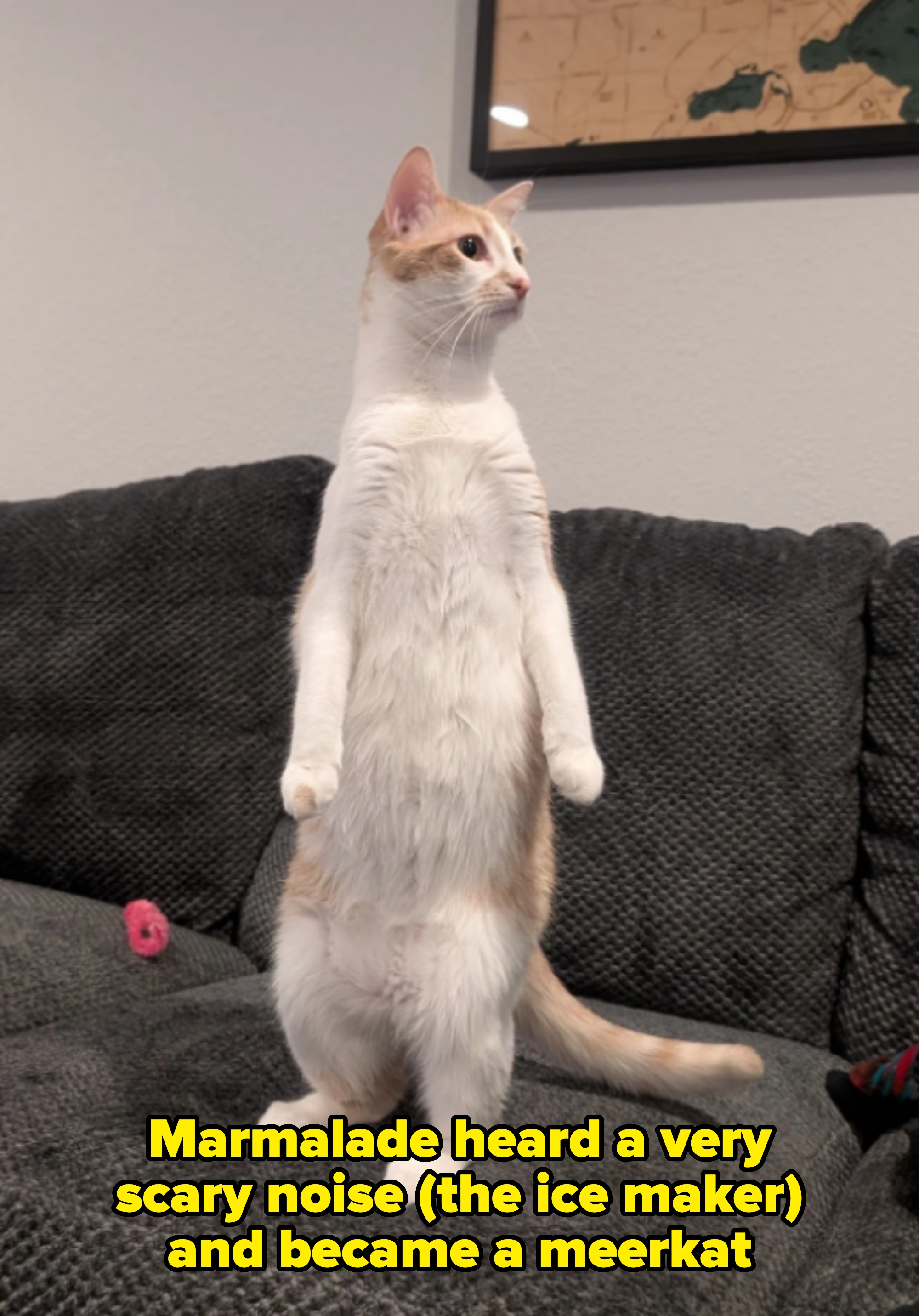 Cat stands on hind legs on a couch, looking alert and curious with a toy nearby