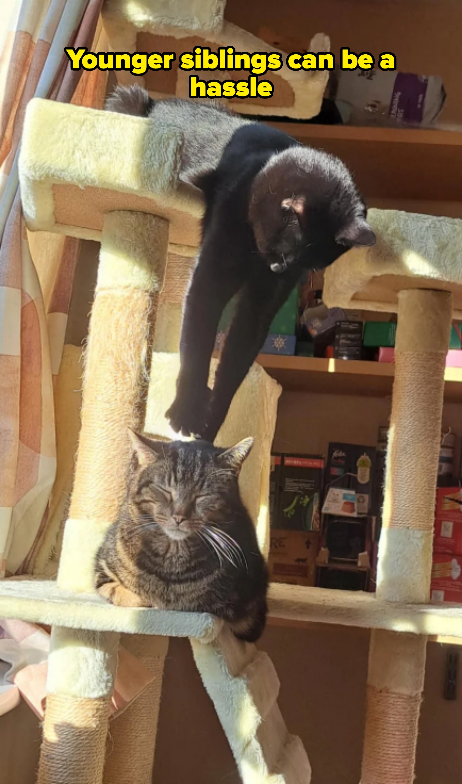 Two cats on a multi-level cat tree; the upper cat reaches towards the lower cat, who is sitting contentedly with eyes closed