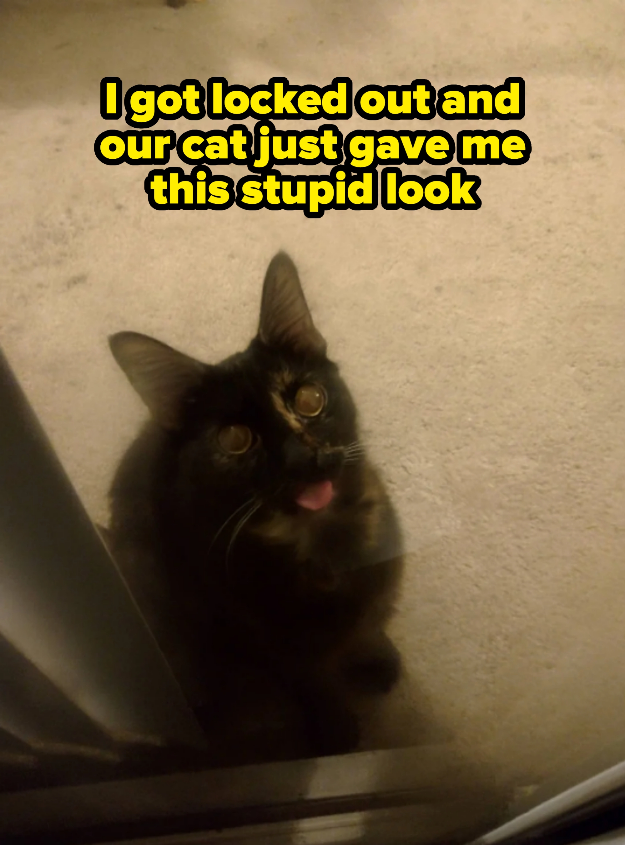 Cat with fluffy fur and big eyes sits behind a glass door, tongue sticking out slightly, gazing upwards