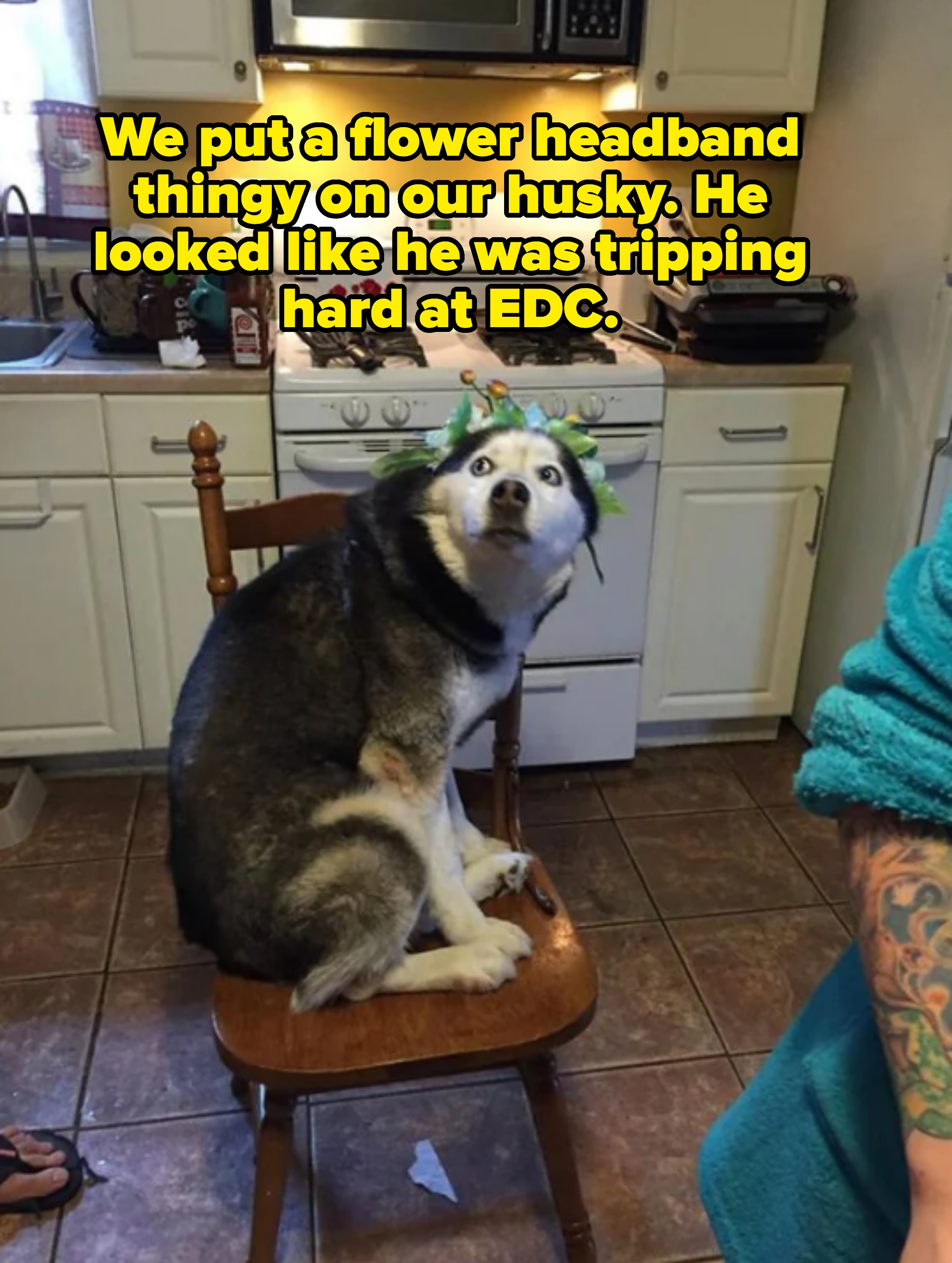 A husky with a surprised expression sits on a kitchen chair, wearing a green and yellow floral headband