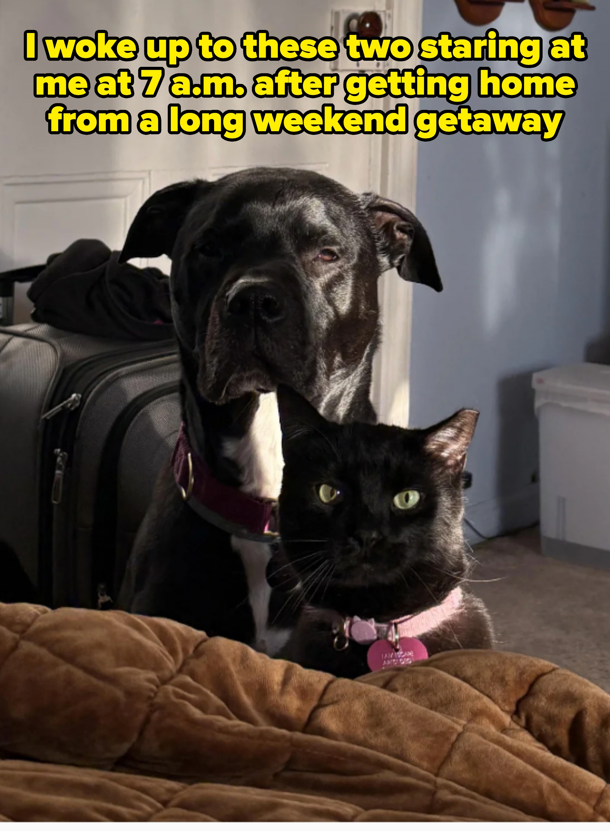 A black dog and a black cat with a pink name tag sit together in a room, with a suitcase and some storage items in the background