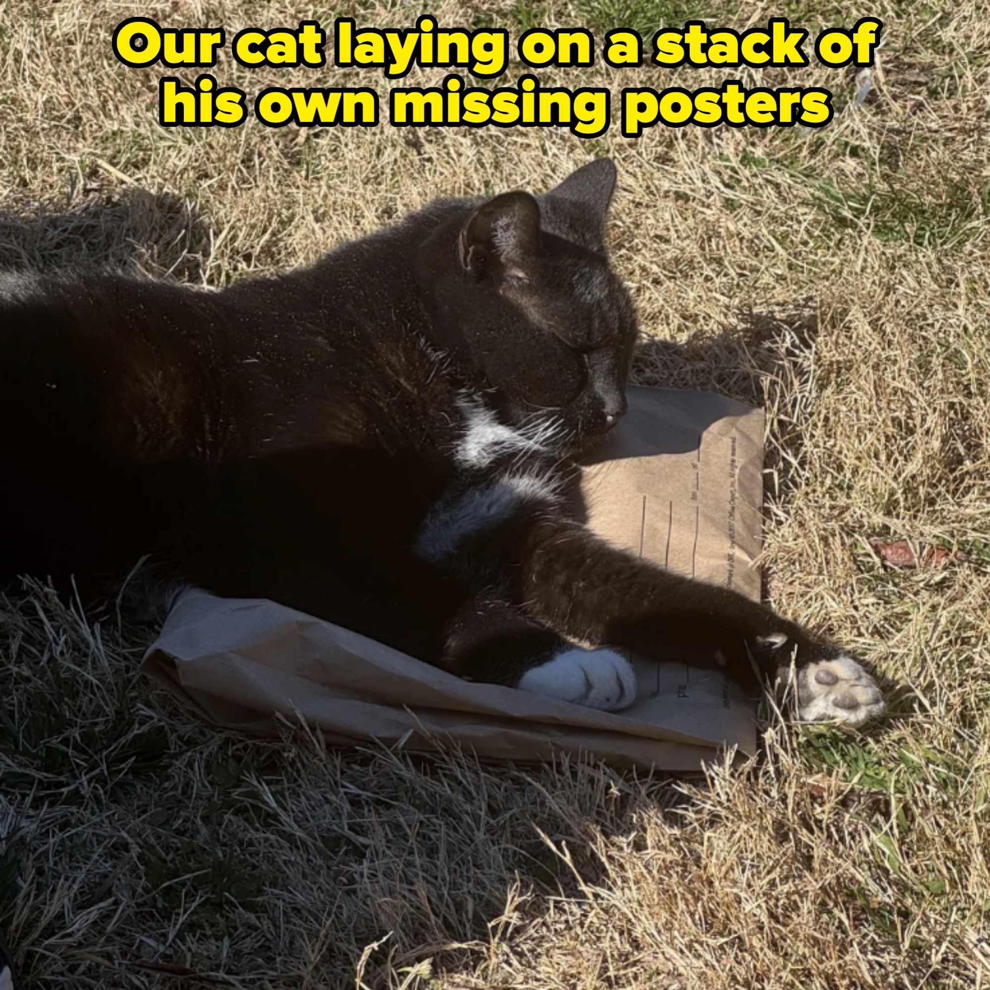 Cat lying on the ground in the sun, resting on a paper bag with grass underneath. Looks relaxed and peaceful