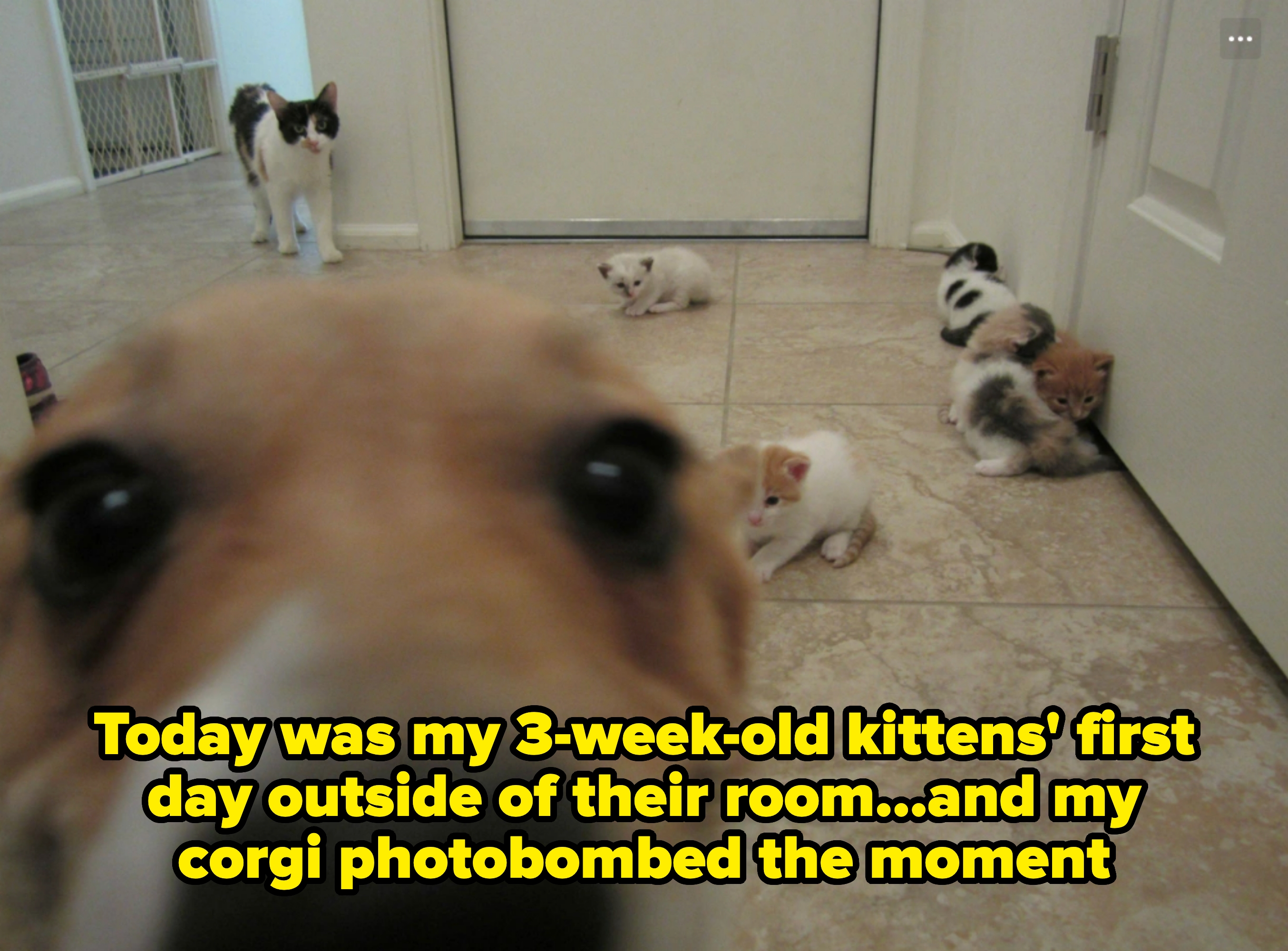 Close-up of a dog&#x27;s face with several kittens scattered on a tiled floor in the background