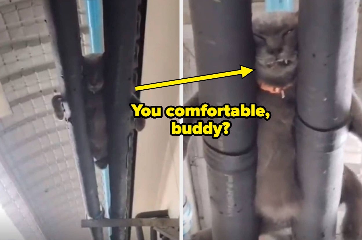 53 Hilarious Dog And Cat Photos For Everyone Who's Squeezing Their Furry Friend A Little Tighter In The Current Circumstances