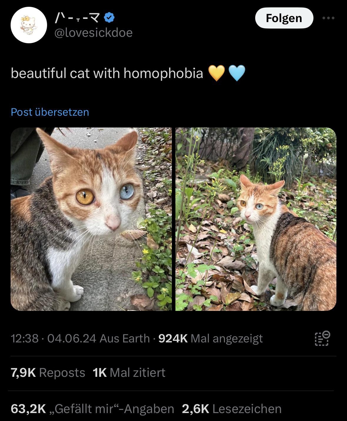 Two photos of a cat with different colored eyes, one blue and one brown. Tweet text says "beautiful cat with homophobia"