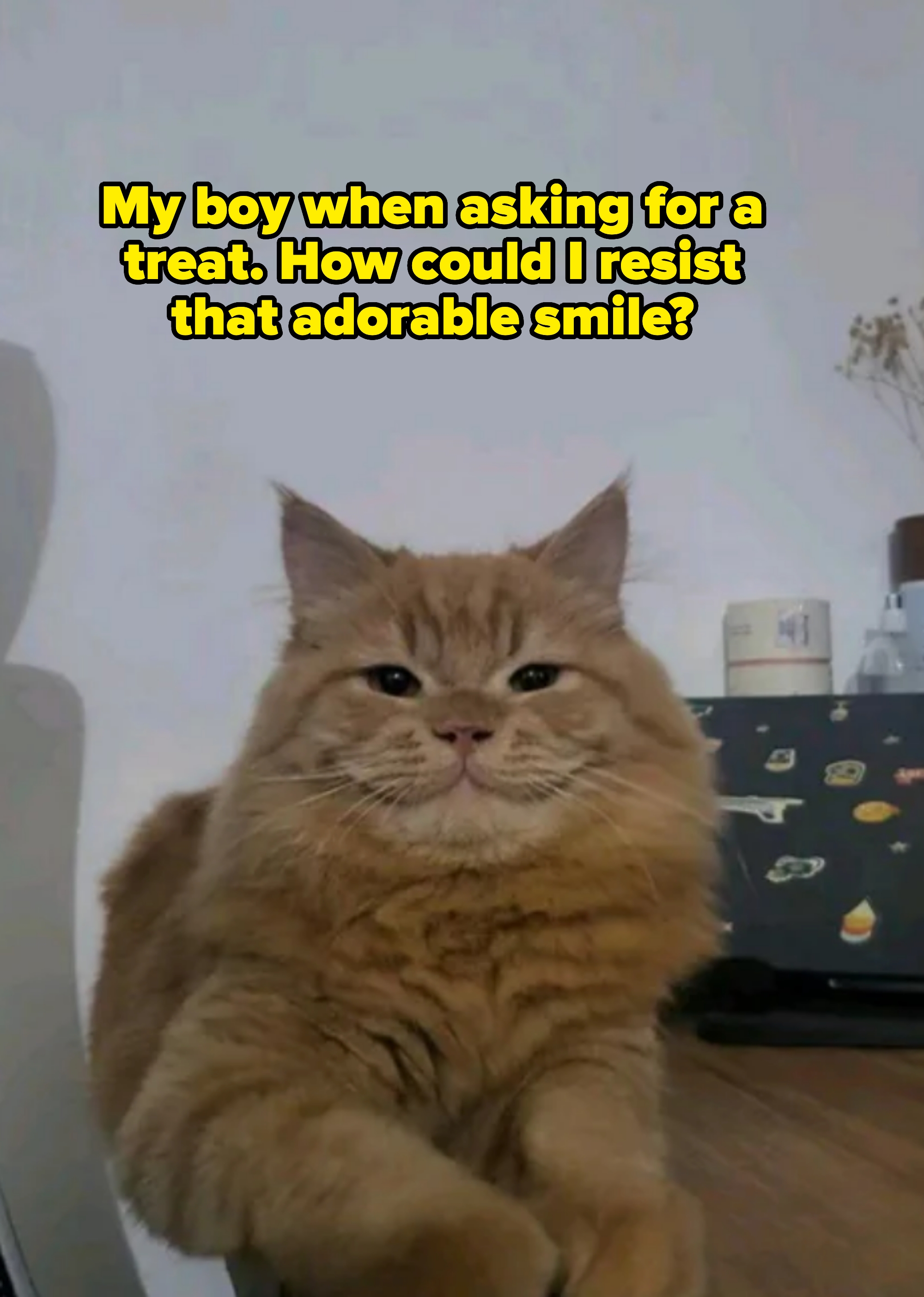 Fluffy cat lounging on a desk, looking directly at the camera, with a laptop and decorative items in the background