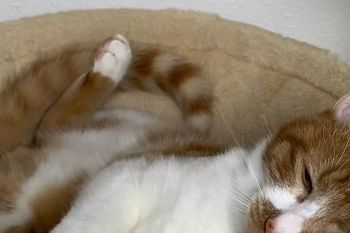 猫がキャットタワーのハンモックでリラックスしている様子。目をつぶり舌を少し出している。