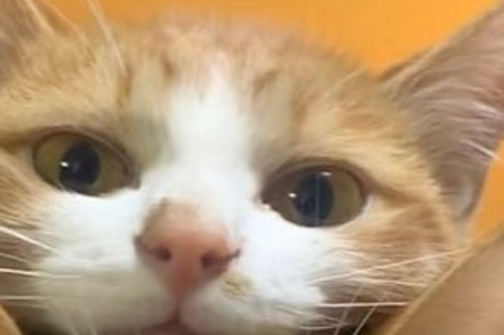 2匹の猫が一緒に抱えられている様子。上の猫は下の猫の頭に顎を乗せている。楽しげな雰囲気。