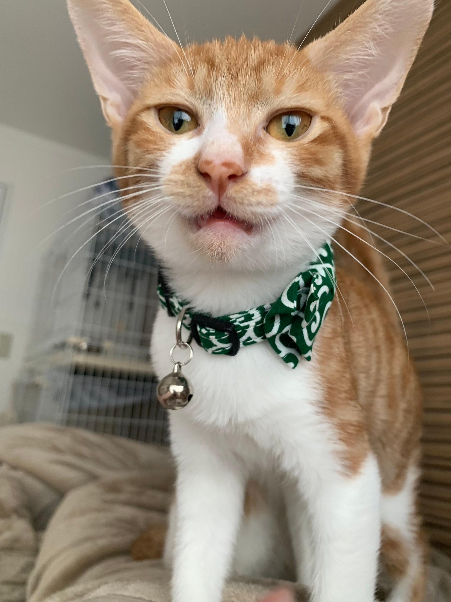 丸い鈴の付いた緑の模様のスカーフをした猫が見上げています。背景にベッドとケージが見えます。