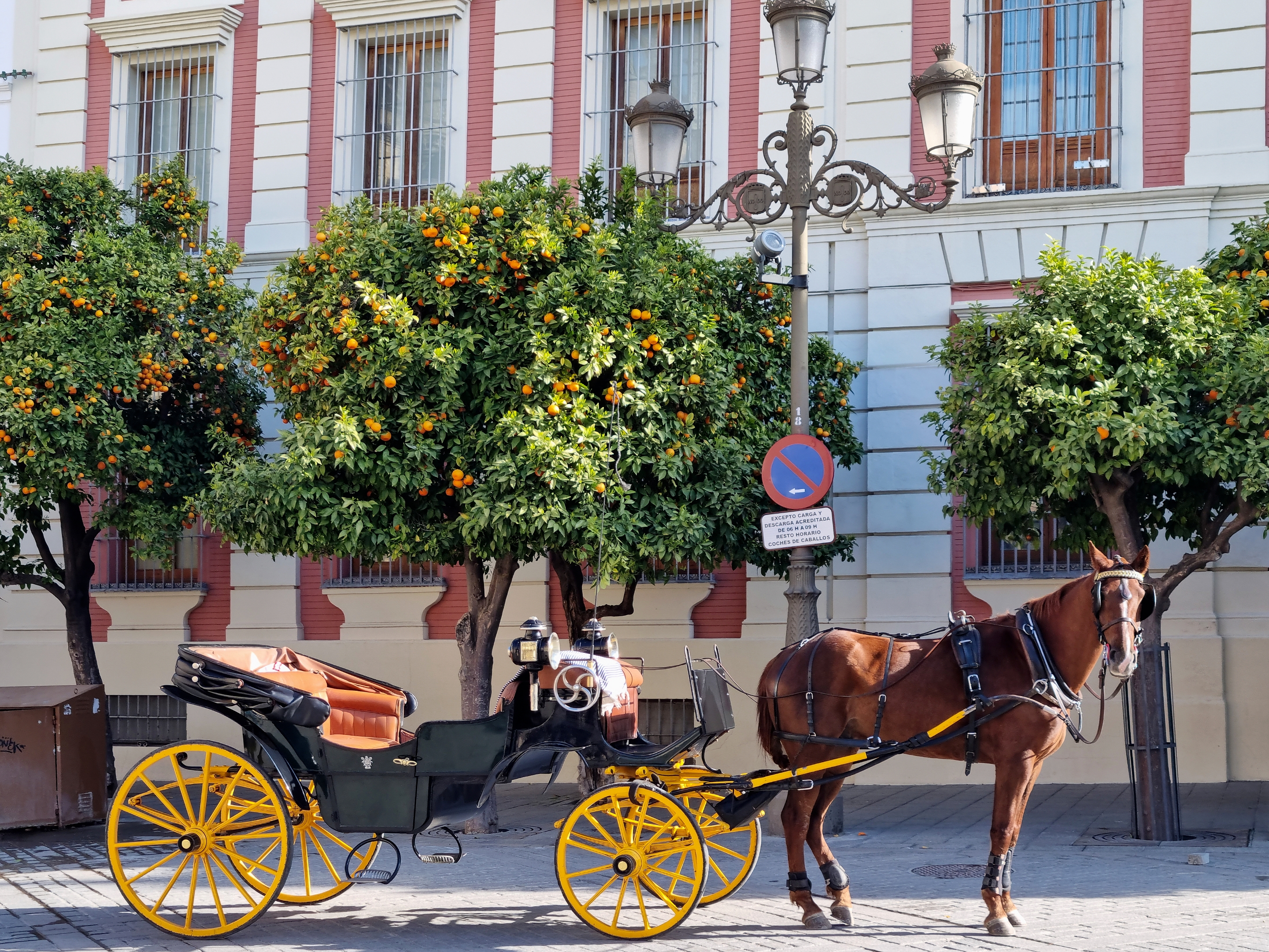 Horse-drawn carriage parked on a street next to leafy orange trees and a vintage building, conveying a historical ambiance