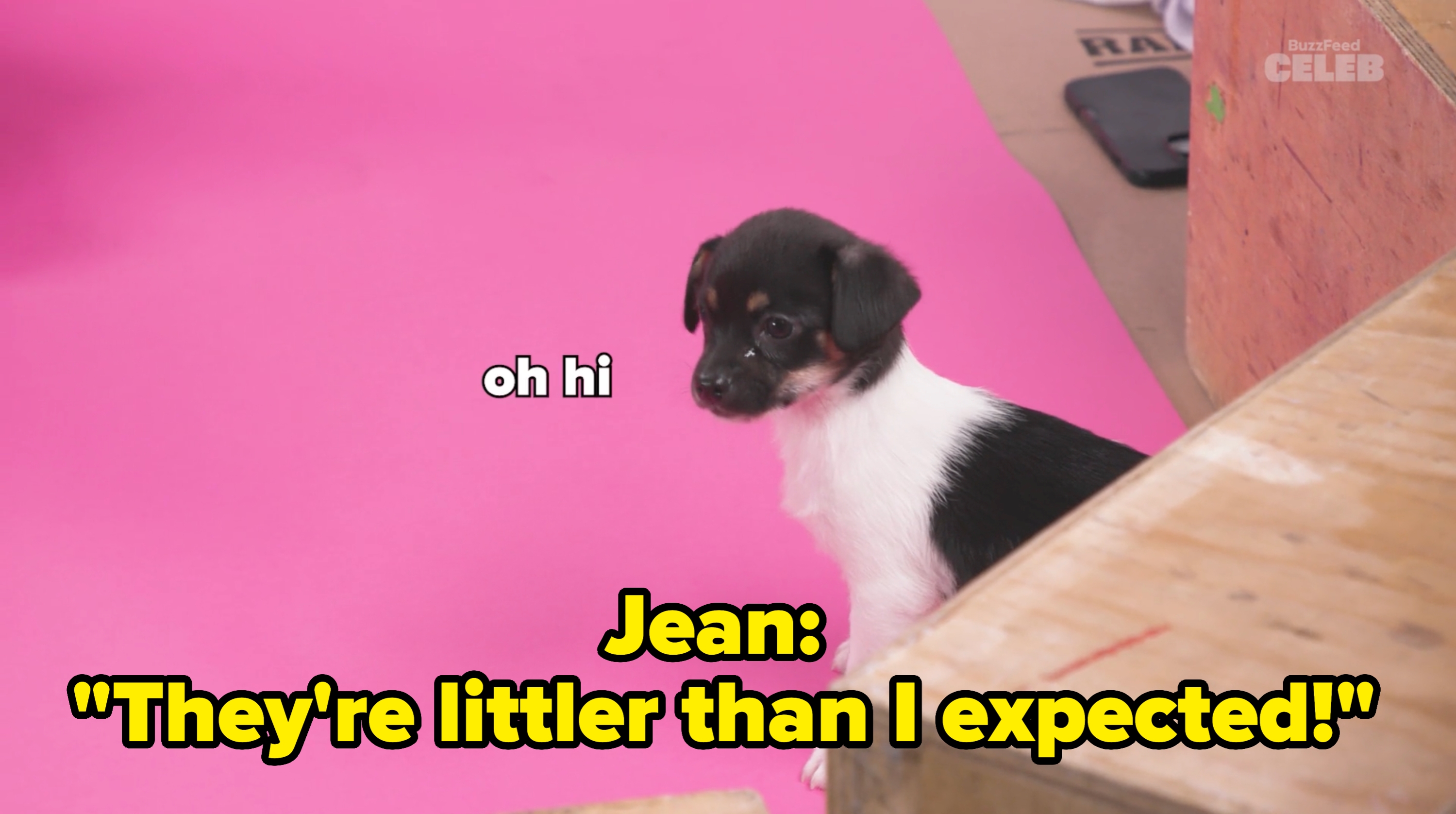 A puppy sits on a pink background with text saying "oh hi"