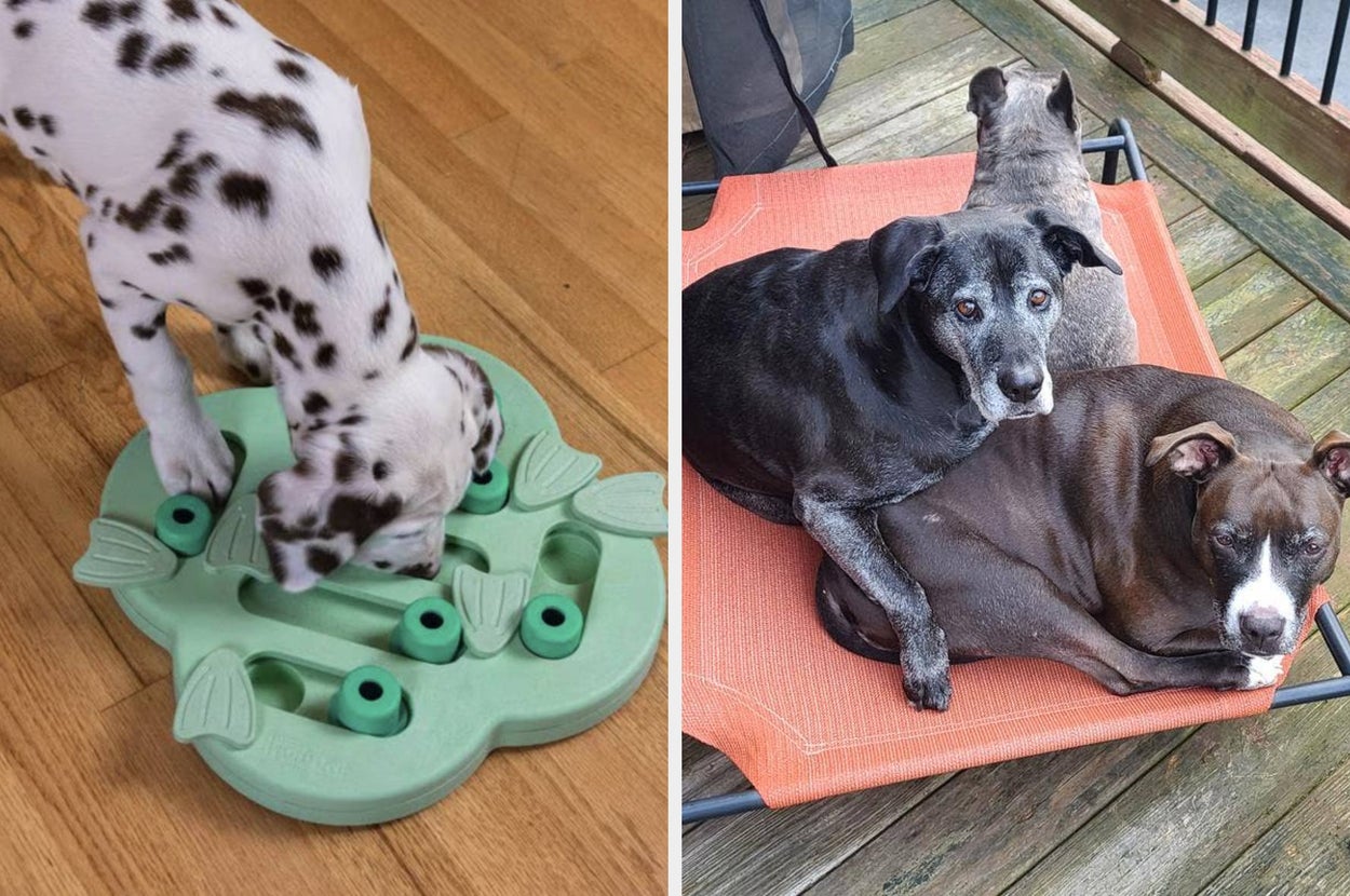 Puppy plays with a treat puzzle toy on the left; two dogs rest together on a cushioned outdoor chair on the right
