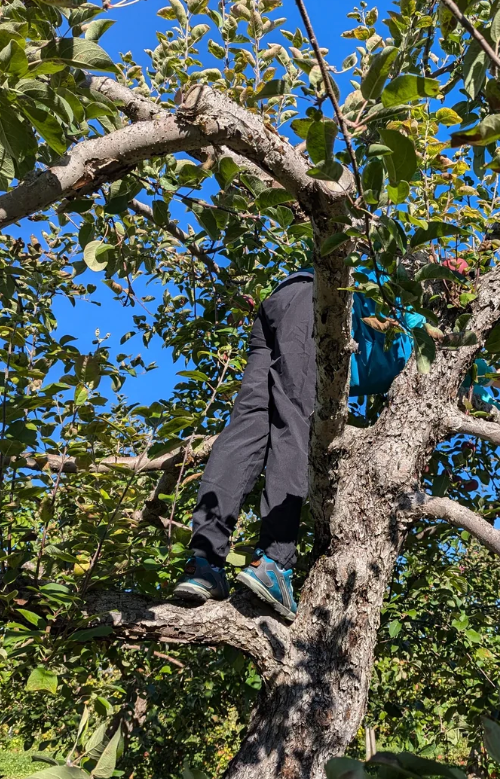 Person climbing an apple tree, partially hidden by branches and leaves, reaching for apples under a clear sky