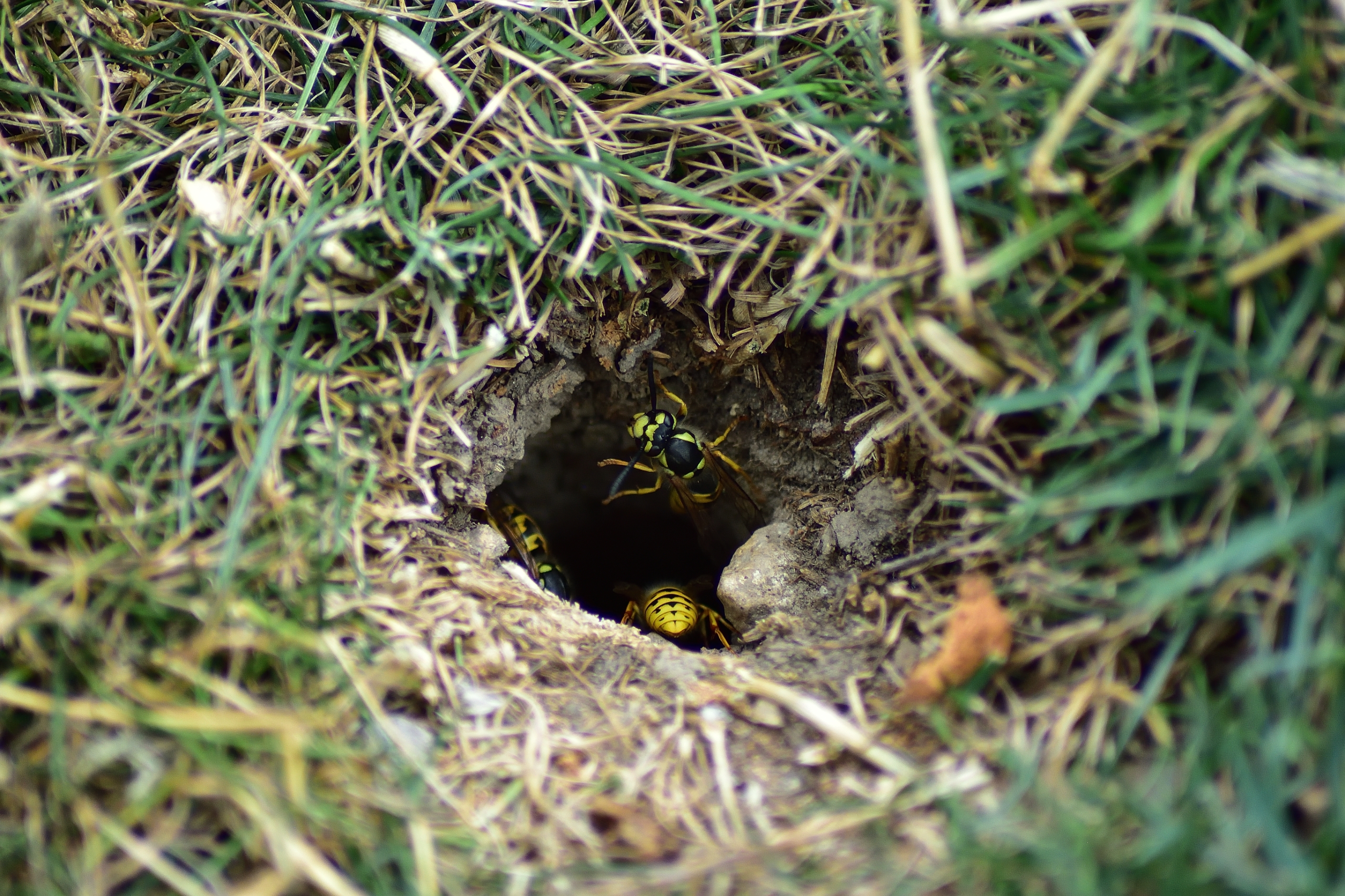 Close-up of a wasp entering a ground nest surrounded by grass