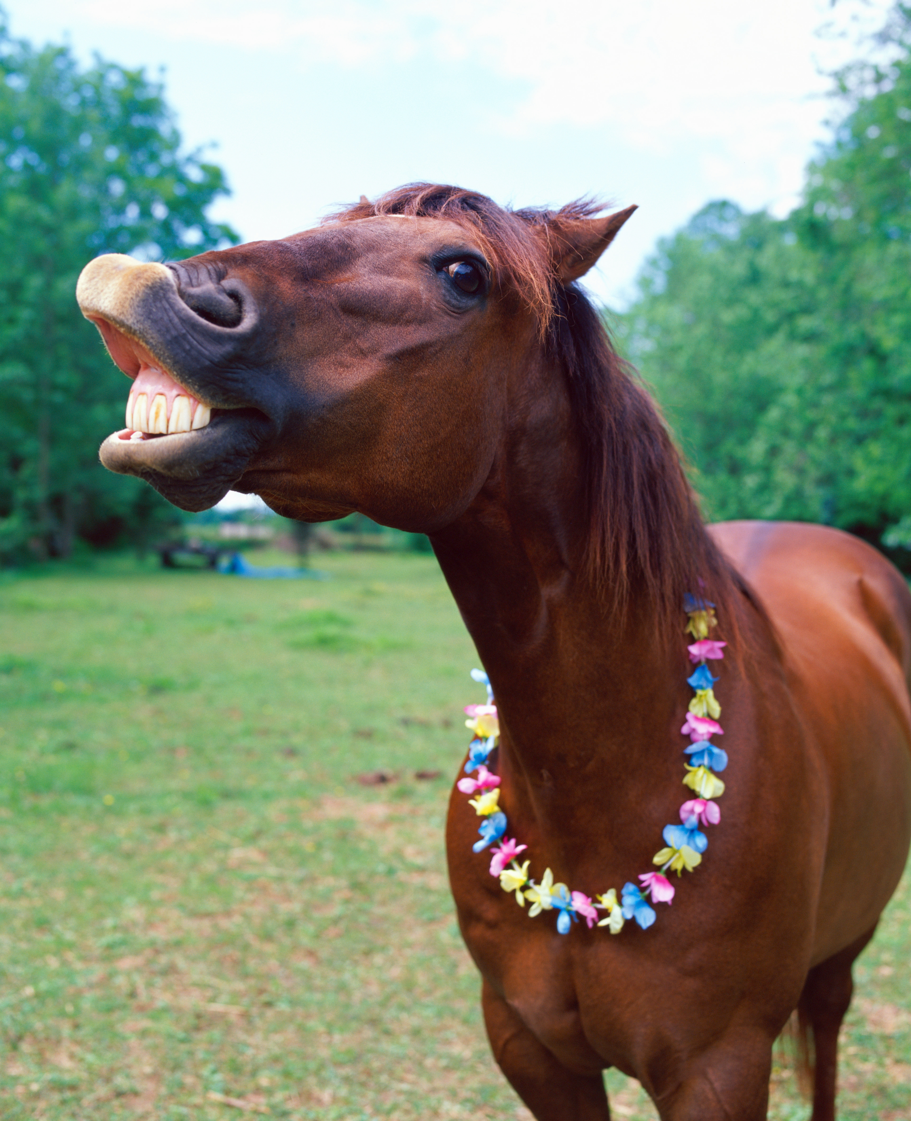 Horse in a grassy field wearing a colorful flower necklace, with its mouth open in a humorous expression