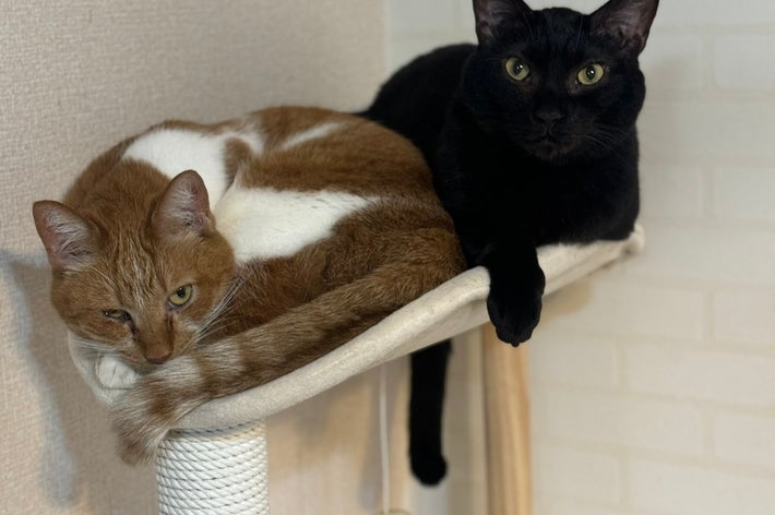 キャットタワーでくつろぐ黒猫ちゃんと茶白ちゃん/宇宙人保護区(@daymopday)さんのご提供