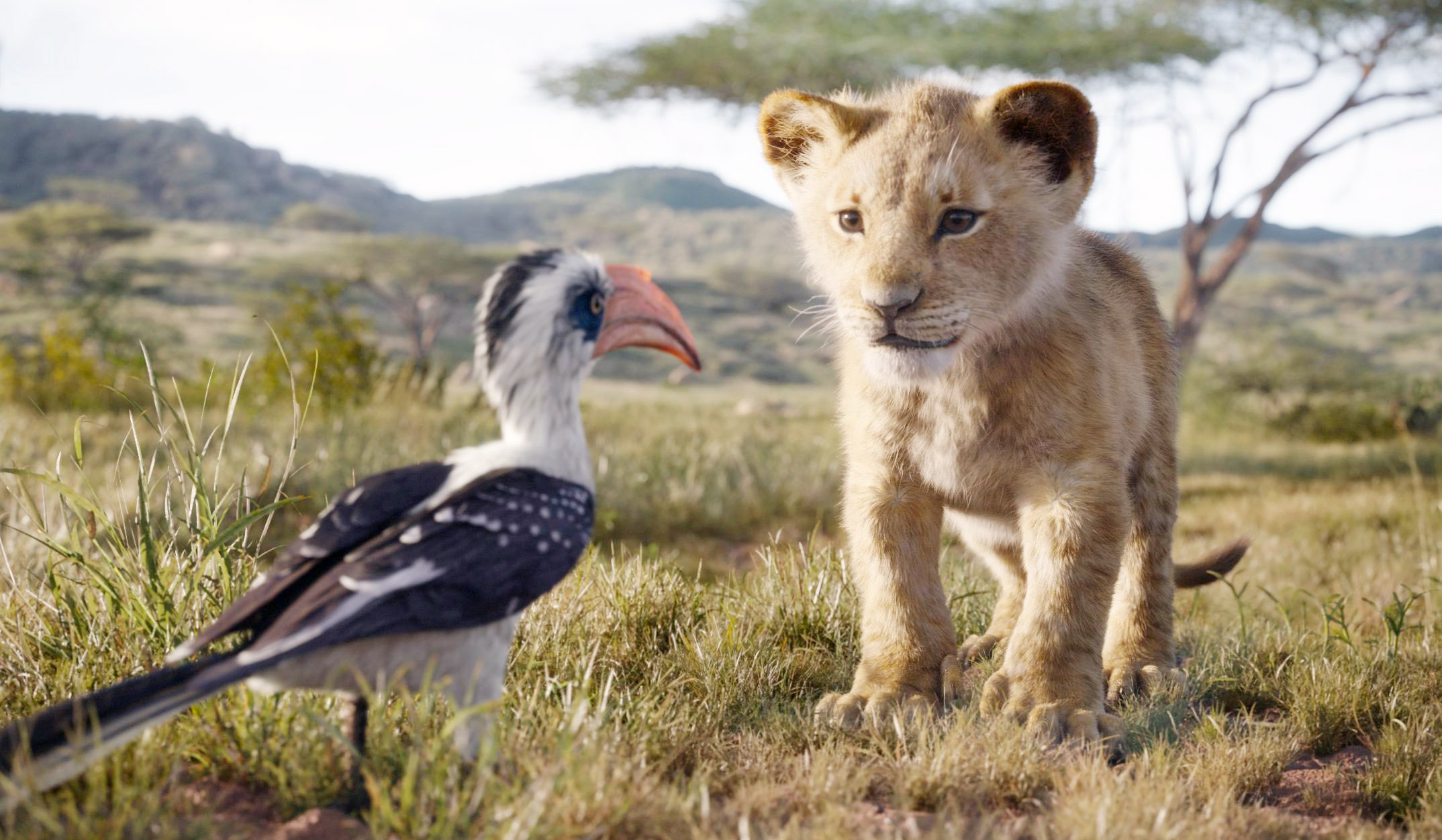 A young lion and a hornbill stand face-to-face on a savanna landscape, engaging in a curious encounter