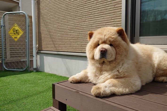 お庭で日向ぼっこするくり蔵くん/くり蔵さんのX(@kurizo_chow)より