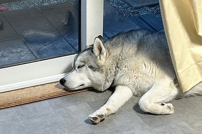 犬がガラスドアの近くで寝ています。日光を浴びてリラックスした様子です。
