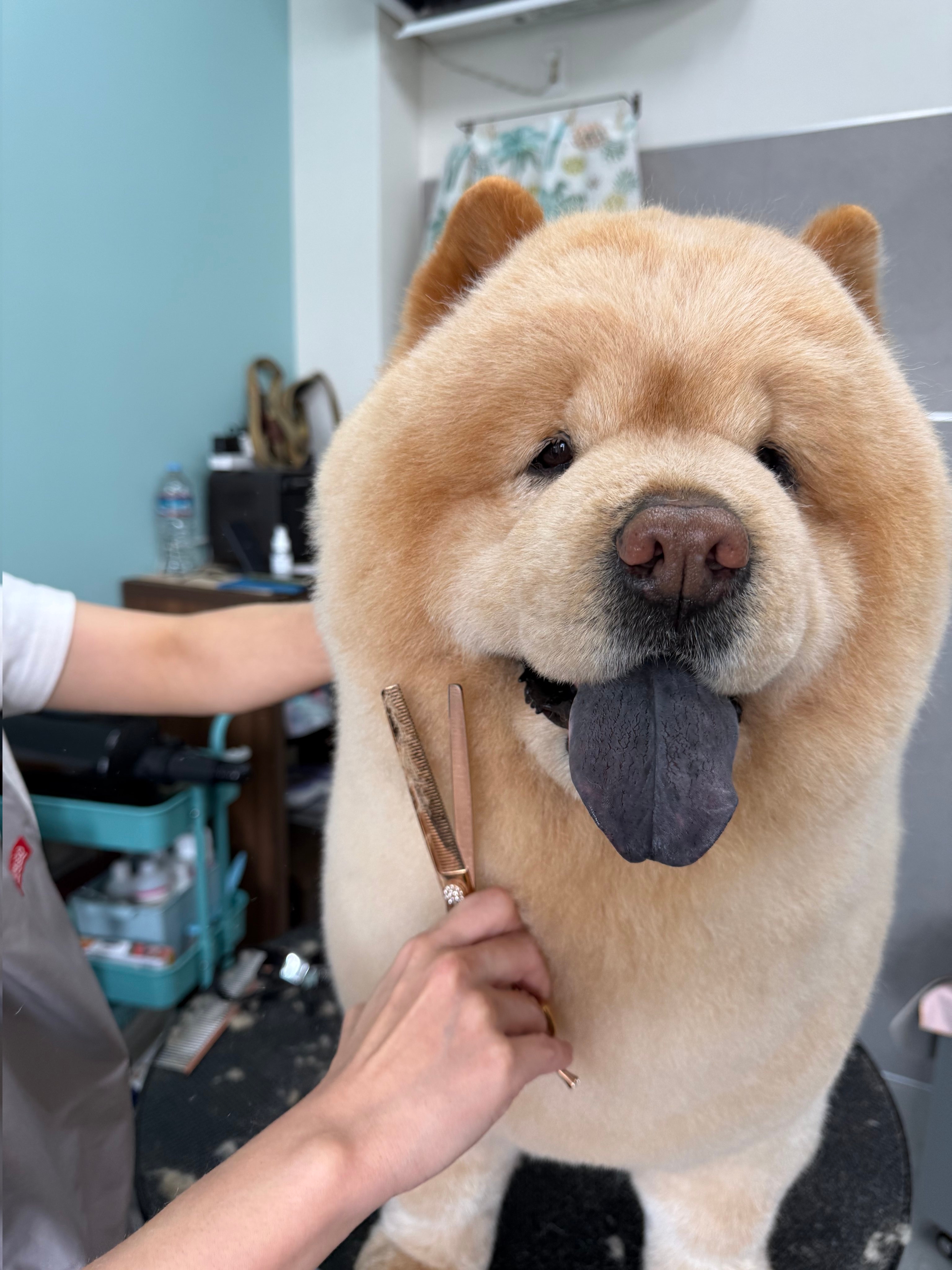 結婚式に向けておめかしするくり蔵くん/くり蔵さんのX（@kurizo_chow）より