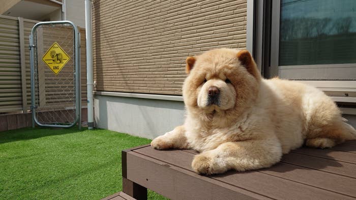 お庭で日向ぼっこするくり蔵くん/くり蔵さんのX（@kurizo_chow）より