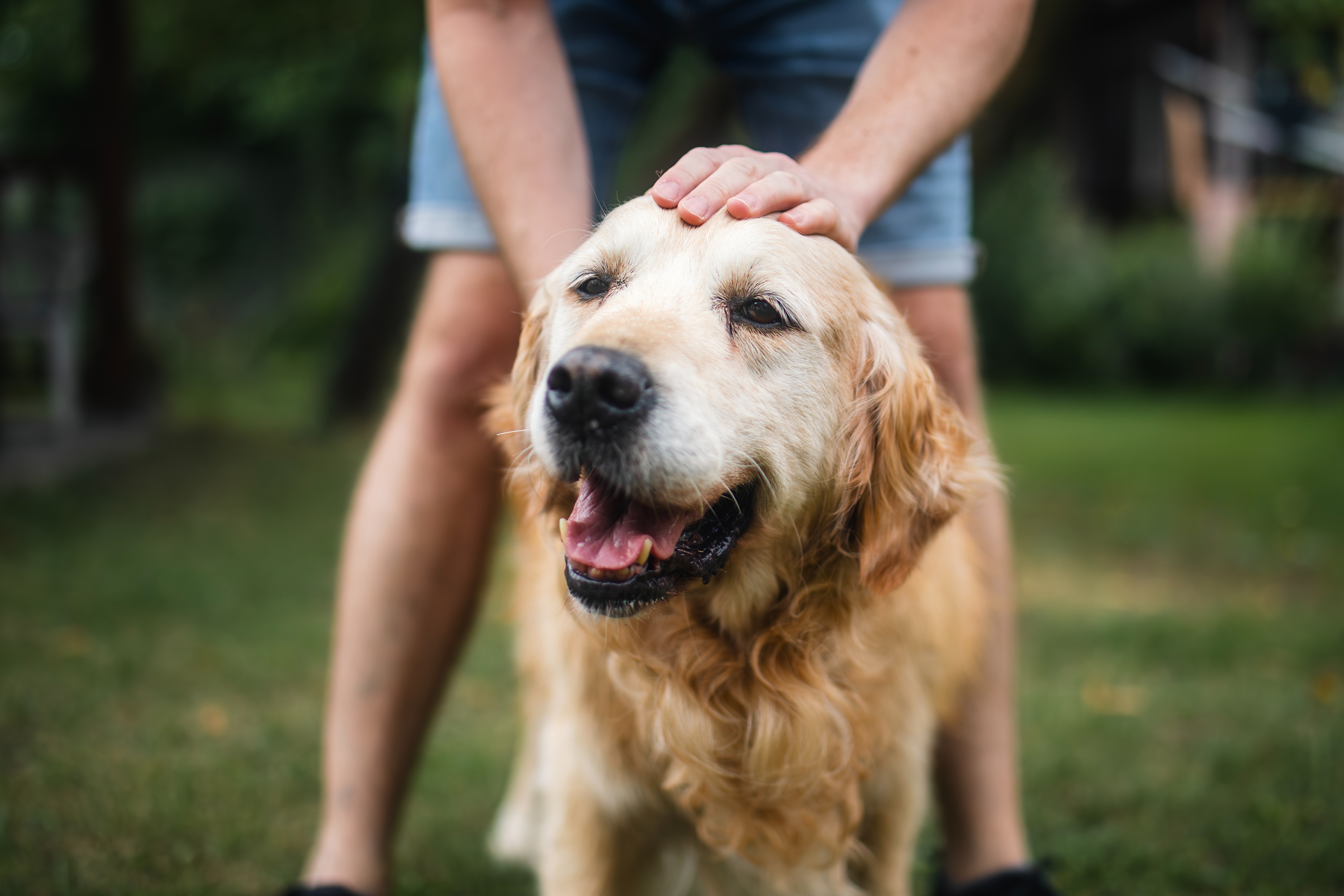 Person gently petting a happy Golden Retriever outside in a grassy area.