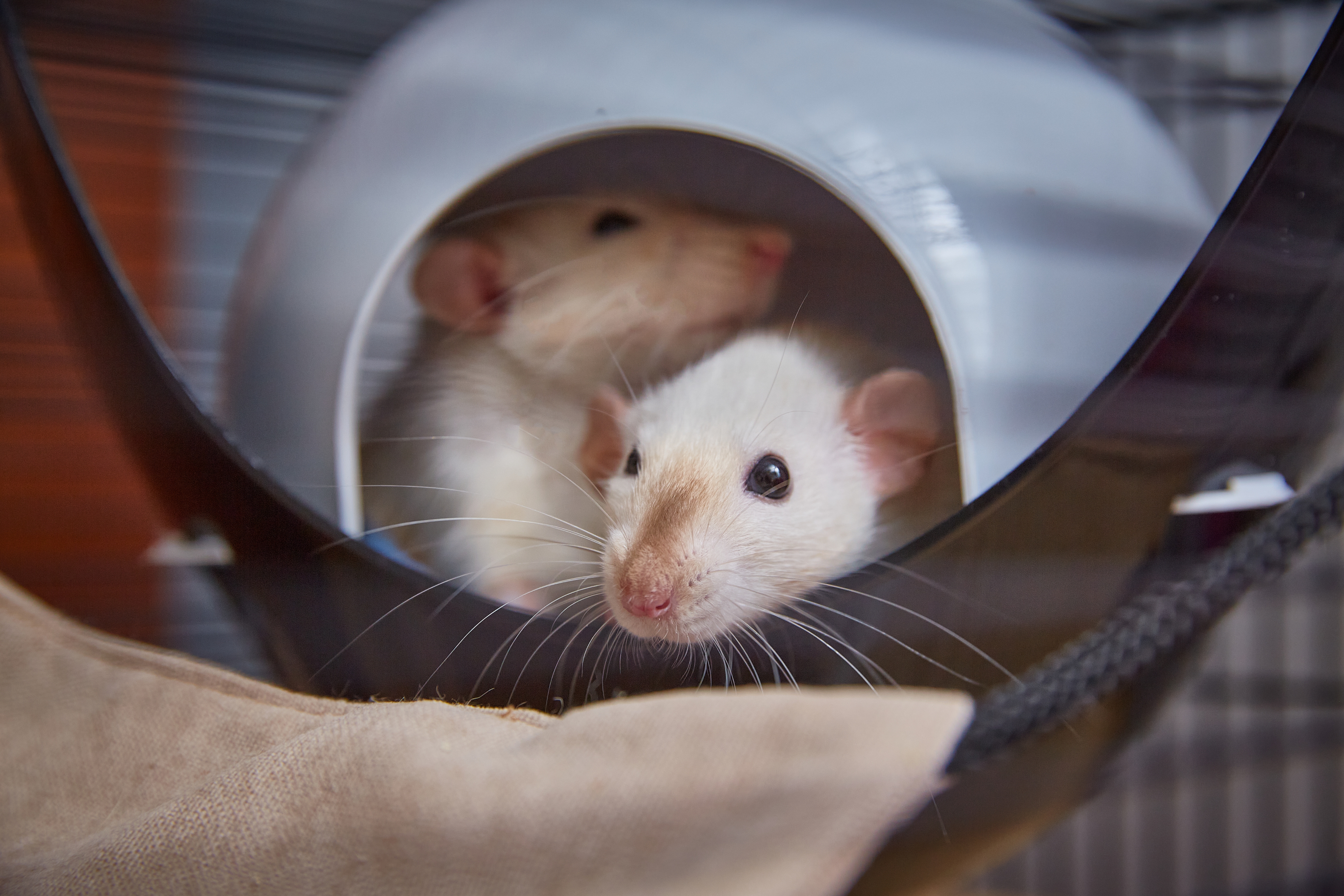 Two rats snuggled together inside a round tunnel, peeking out curiously