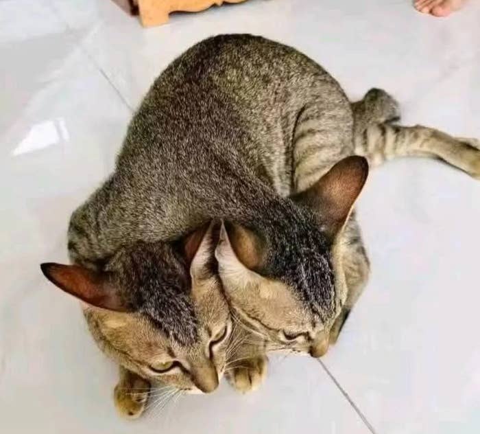 Two cats nestle closely together on a tiled floor, with their heads touching and facing forward