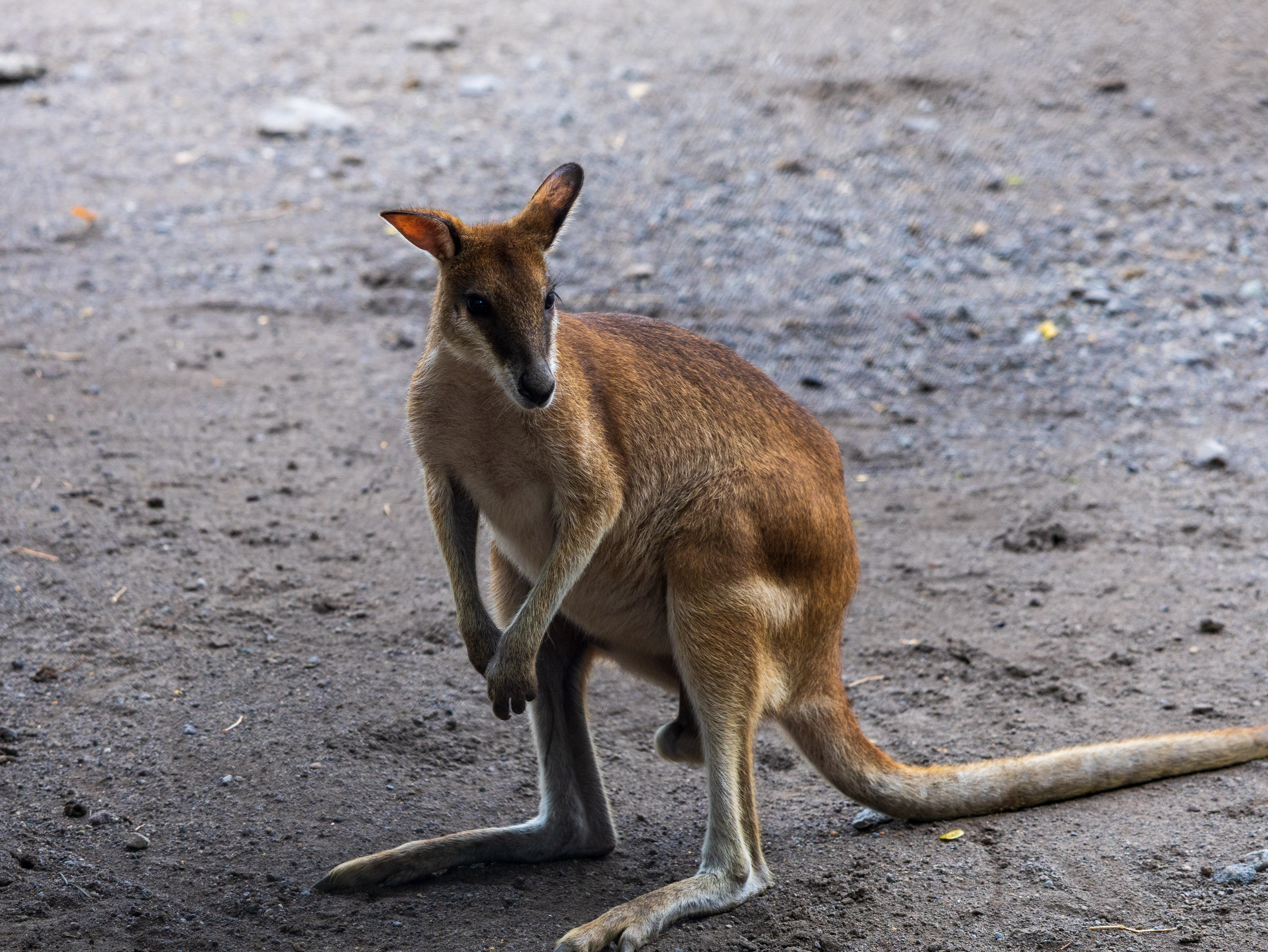 Kangaroo standing on a rocky path, looking to the side with a relaxed posture