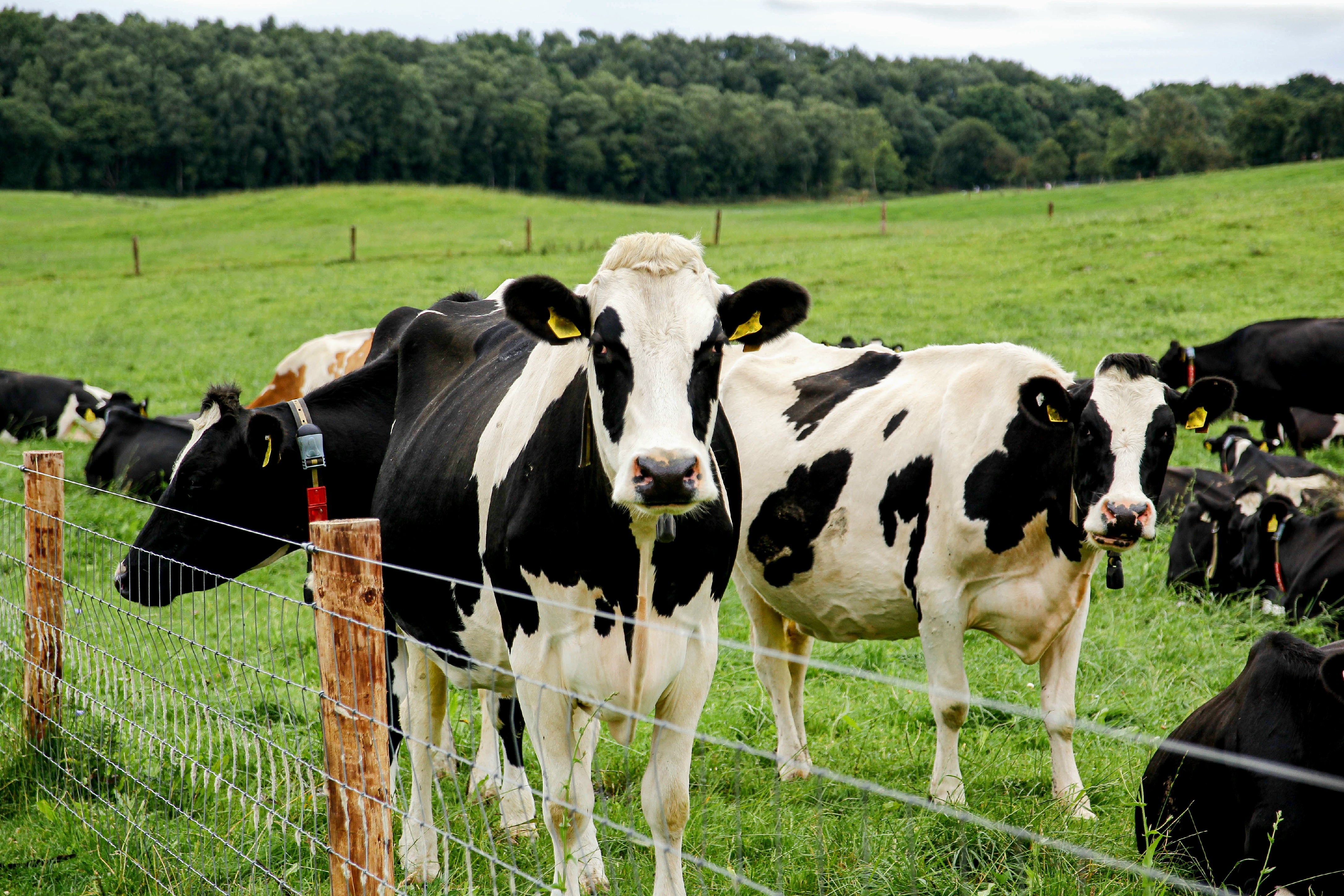 Cows standing and grazing in a fenced grassy field with trees in the background
