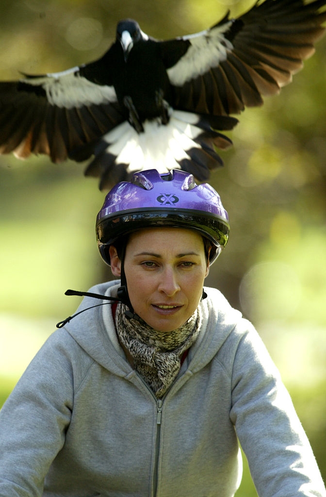A cyclist wearing a helmet is being swooped by a bird, wings spread wide, while riding outdoors