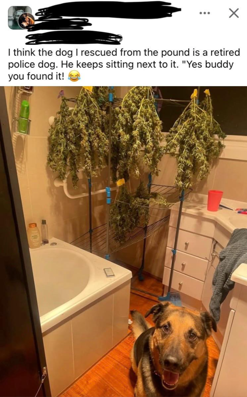 Dog sits in a bathroom next to drying plants on racks, with a humorous caption about the dog's past as a police dog