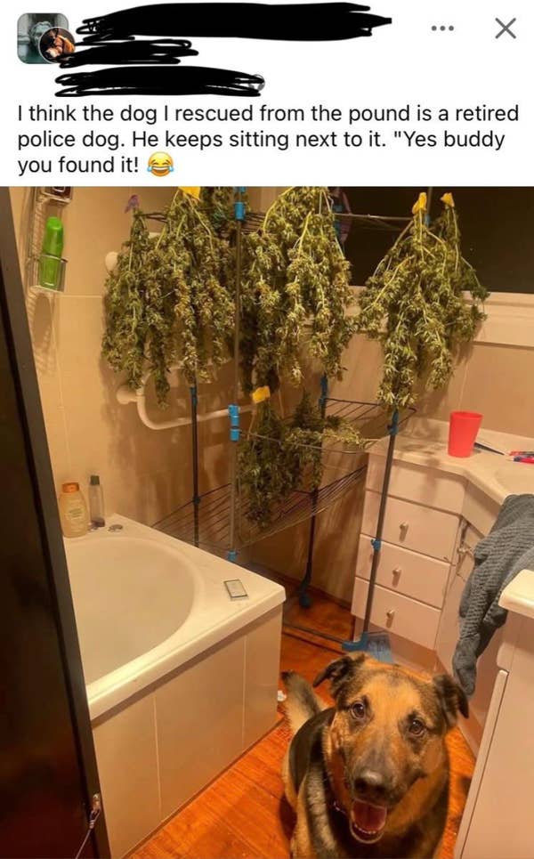 Dog sits in a bathroom next to drying plants on racks, with a humorous caption about the dog&#x27;s past as a police dog