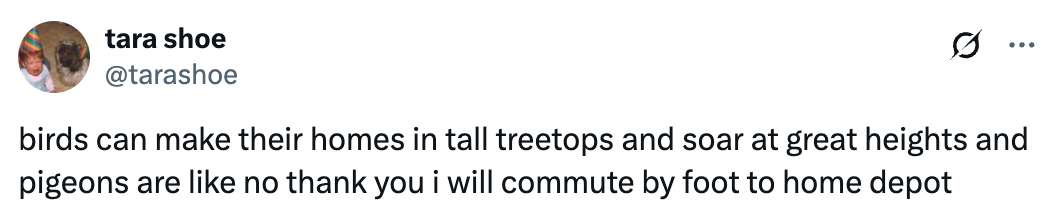 Tweet comparing birds making homes in treetops and soaring, to pigeons preferring to walk to Home Depot