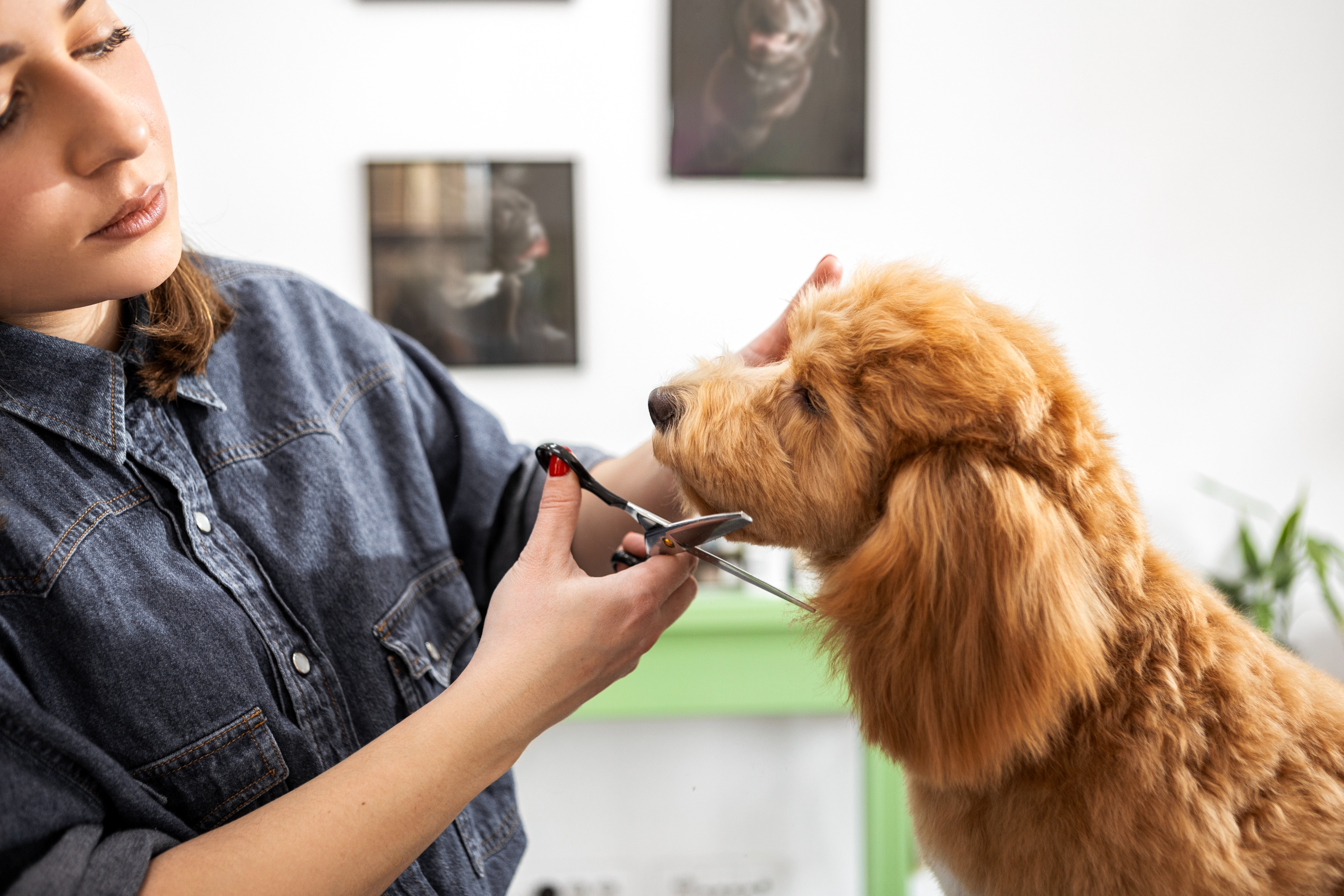 Person trims a fluffy dog's facial fur with scissors in a grooming salon. The dog is calm and enjoys the treatment