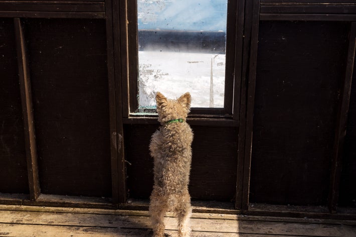 犬が窓から外の景色を眺めている。背景には海と砂浜が広がっている。