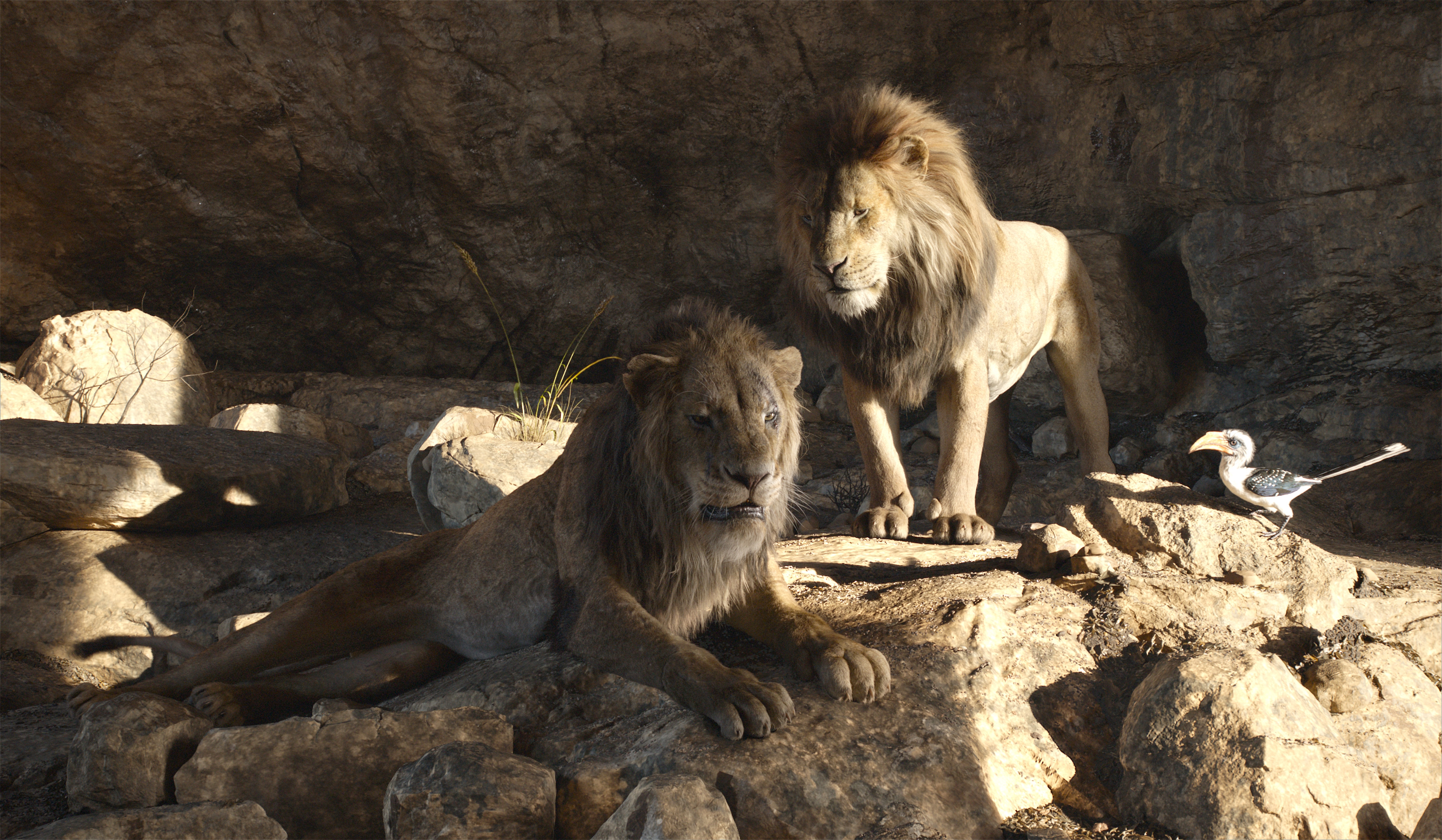 Two realistic lion characters lie on rocky terrain, with one lying down and the other standing. A small bird is nearby